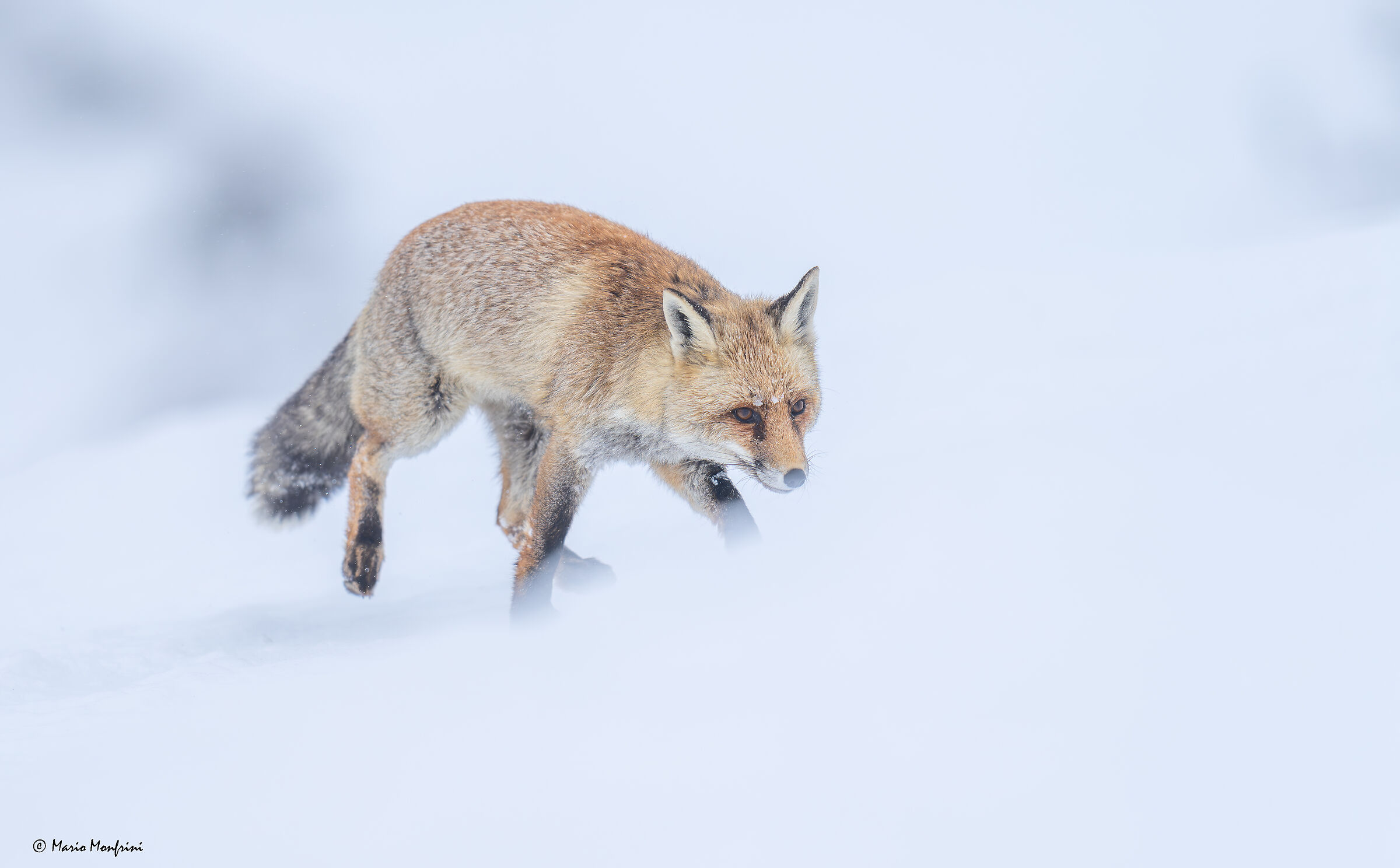 Fox in the snow