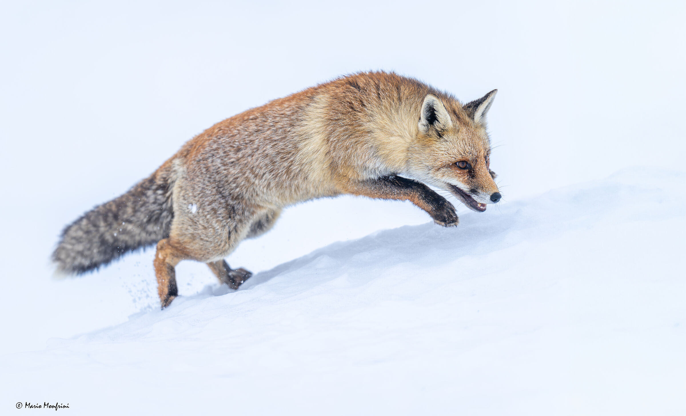 Fox and snow