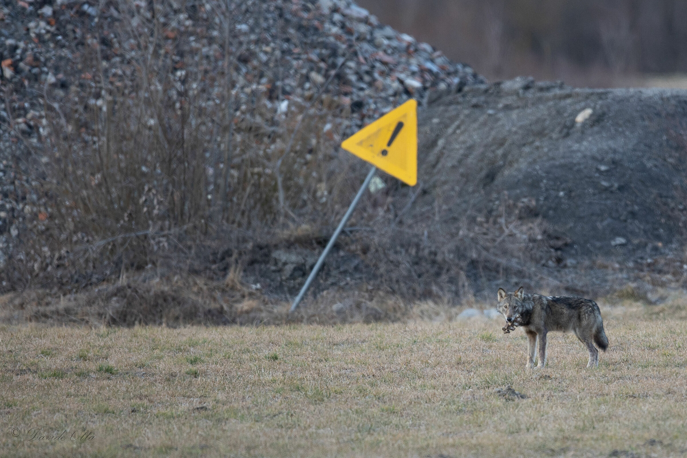Pericolo per ungulati