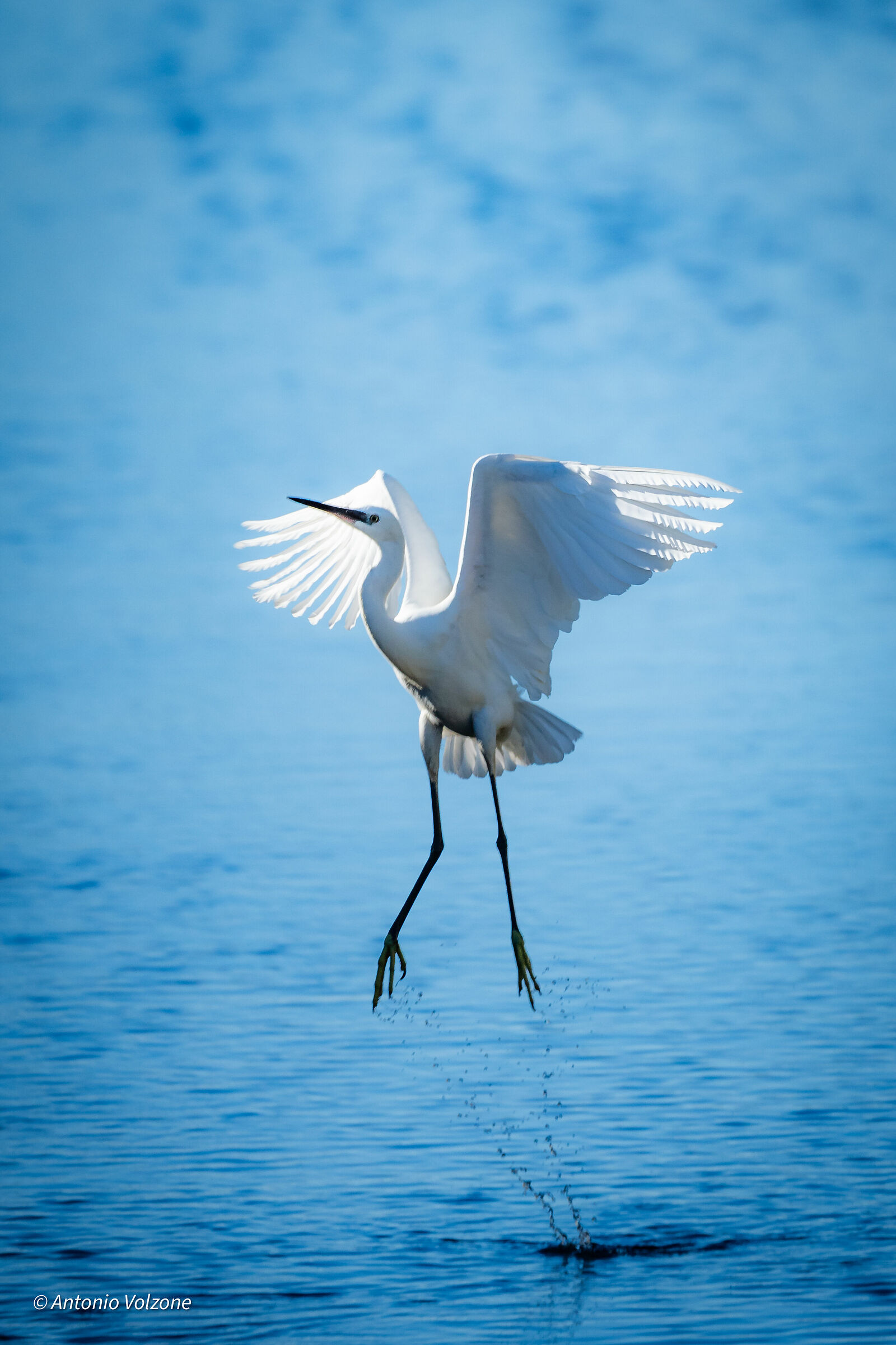 Egret
