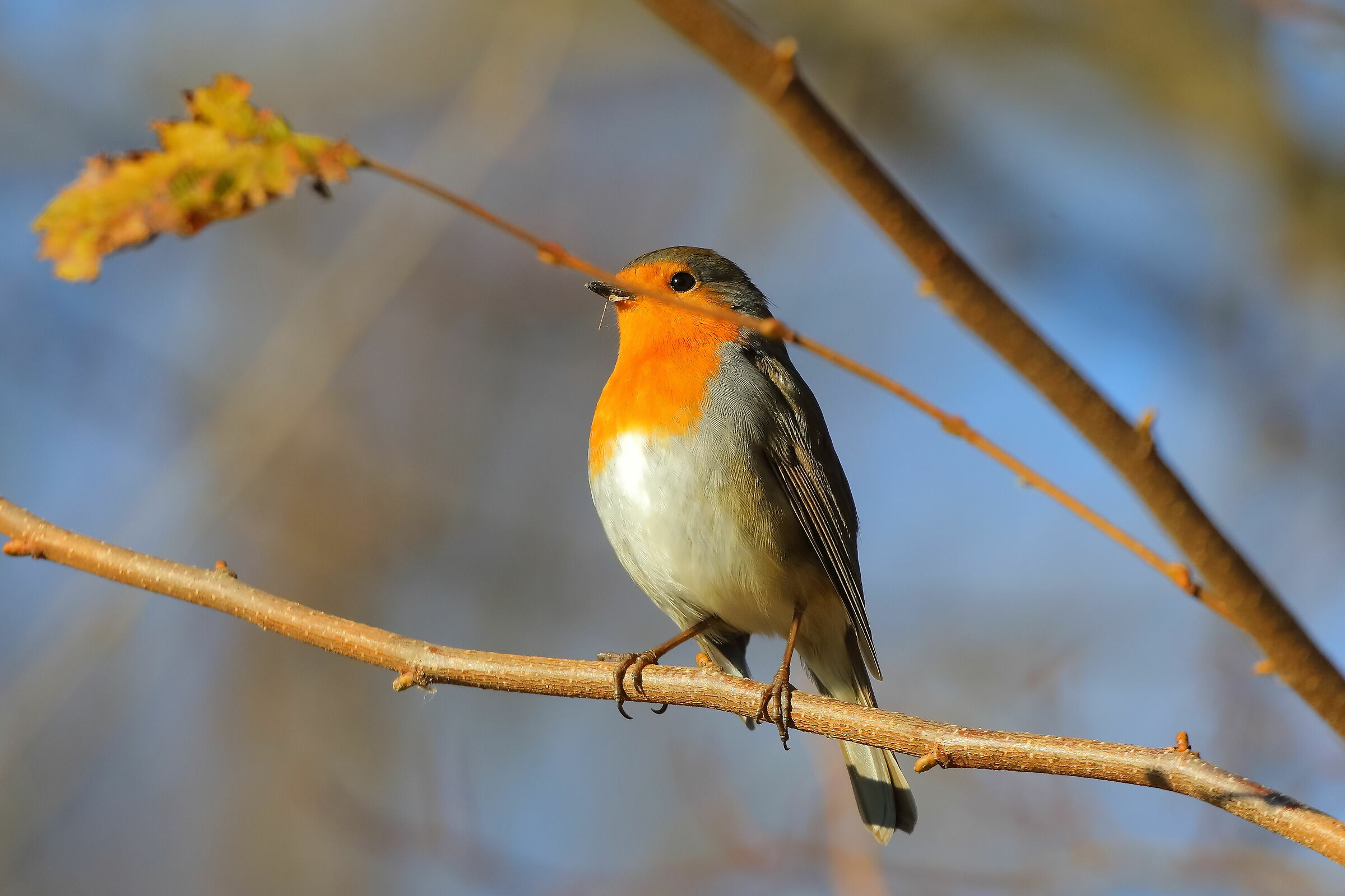 Robin 06-12-2023