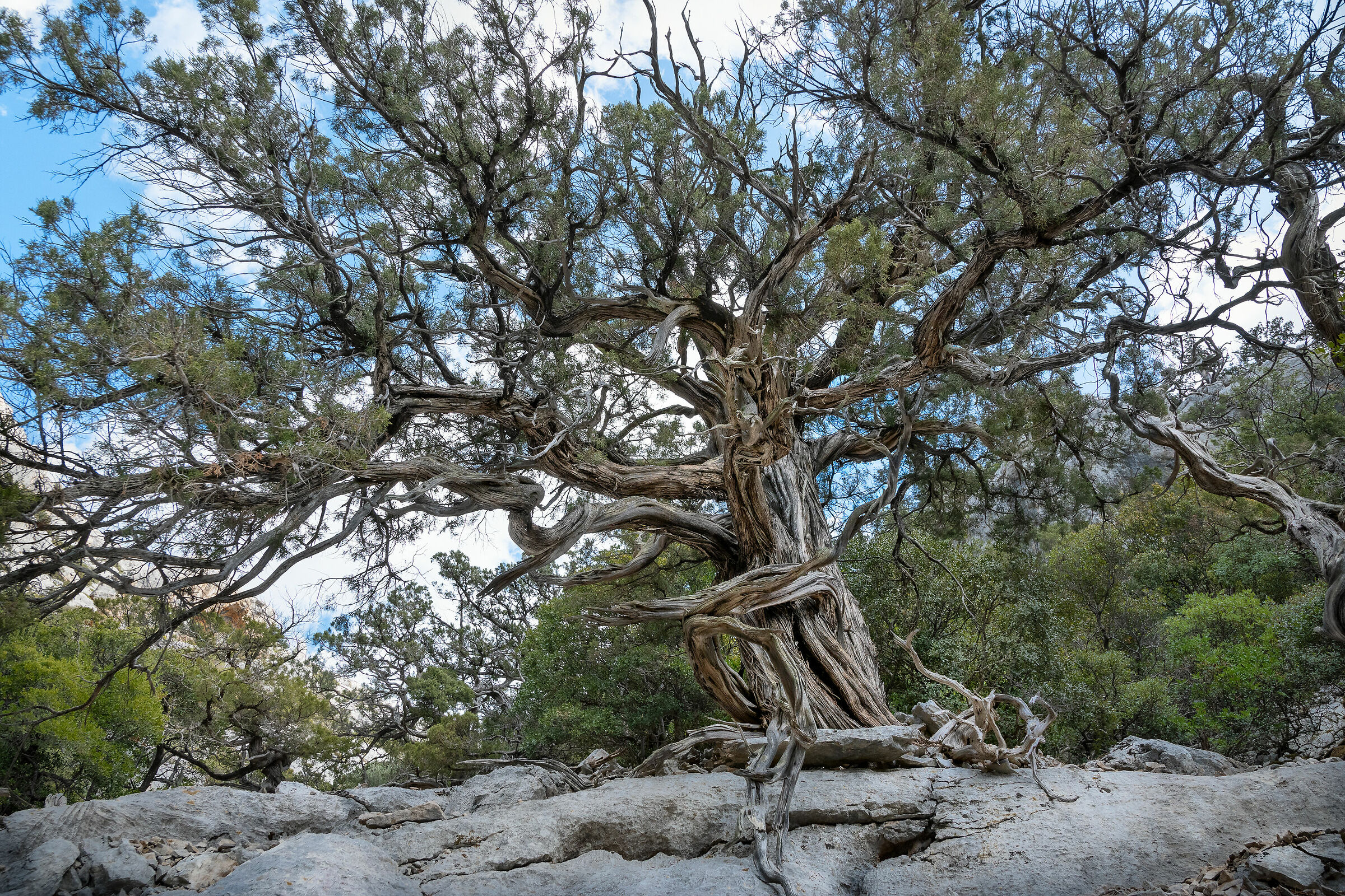 Ginepro - Supramonte di Oliena