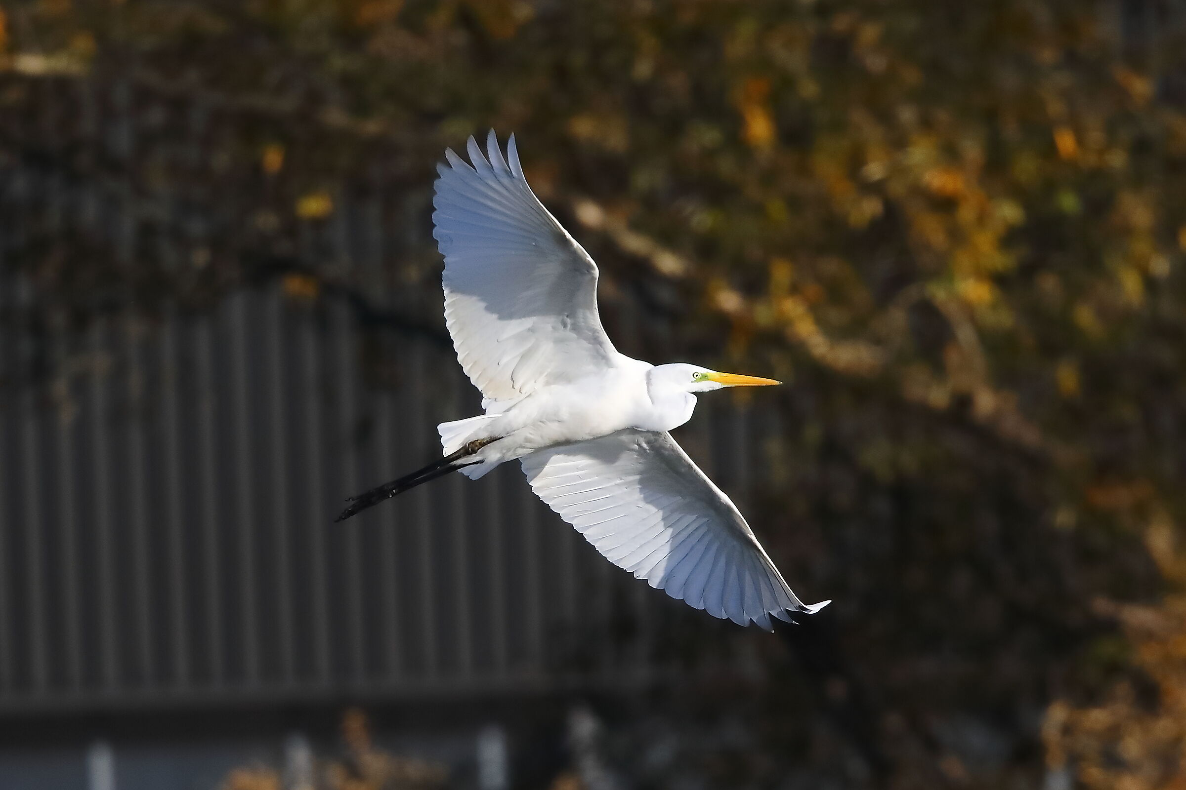 Airone BM 24-11-2023