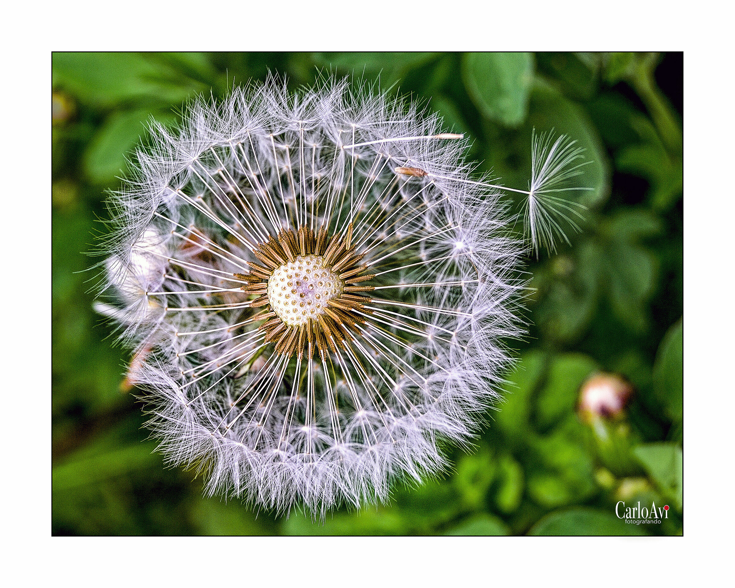 Taraxacum officinale