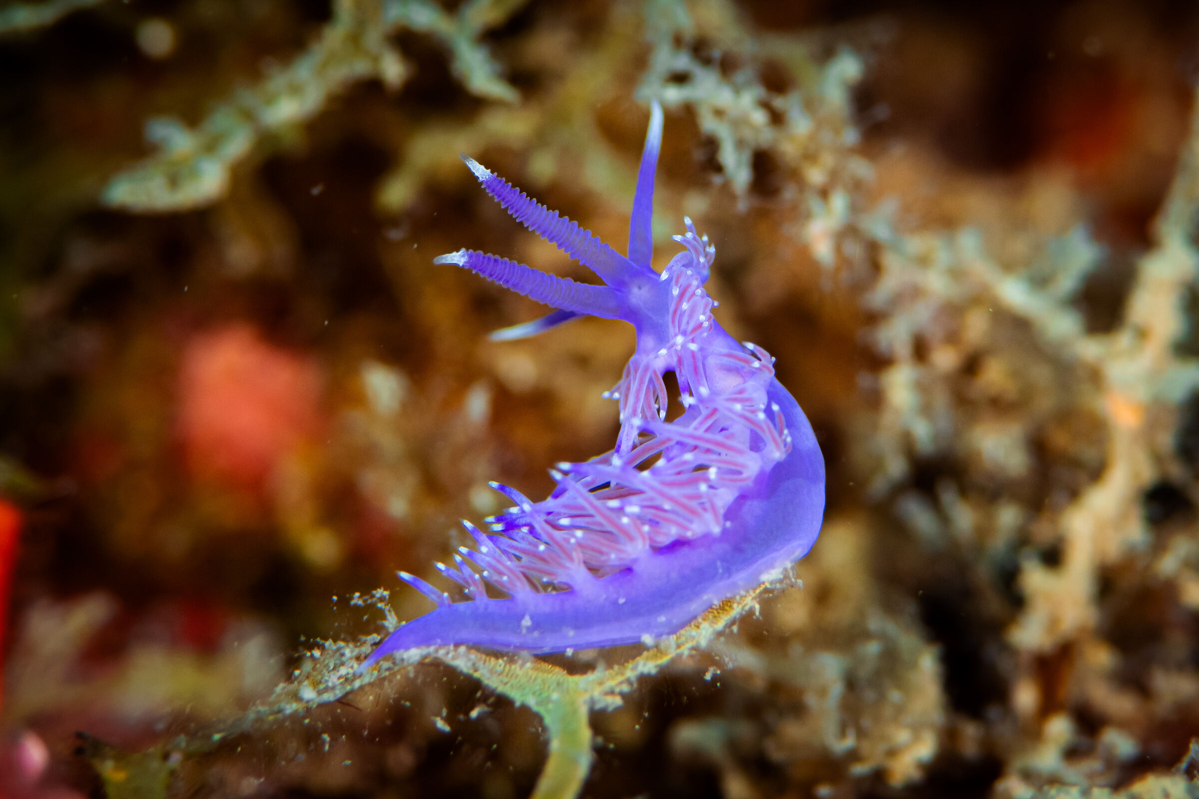 Flabellina