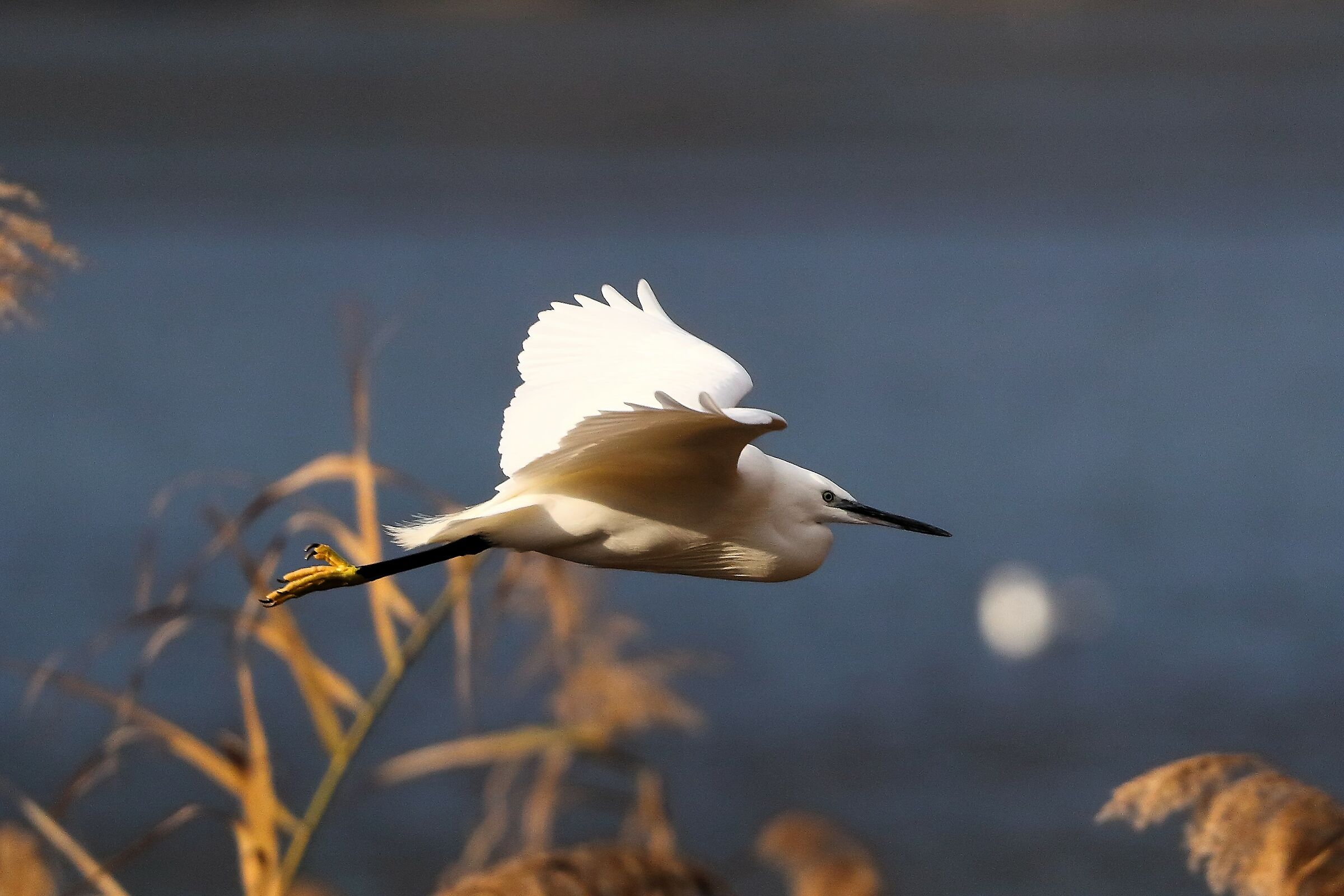 Little Egret 06-12-2023