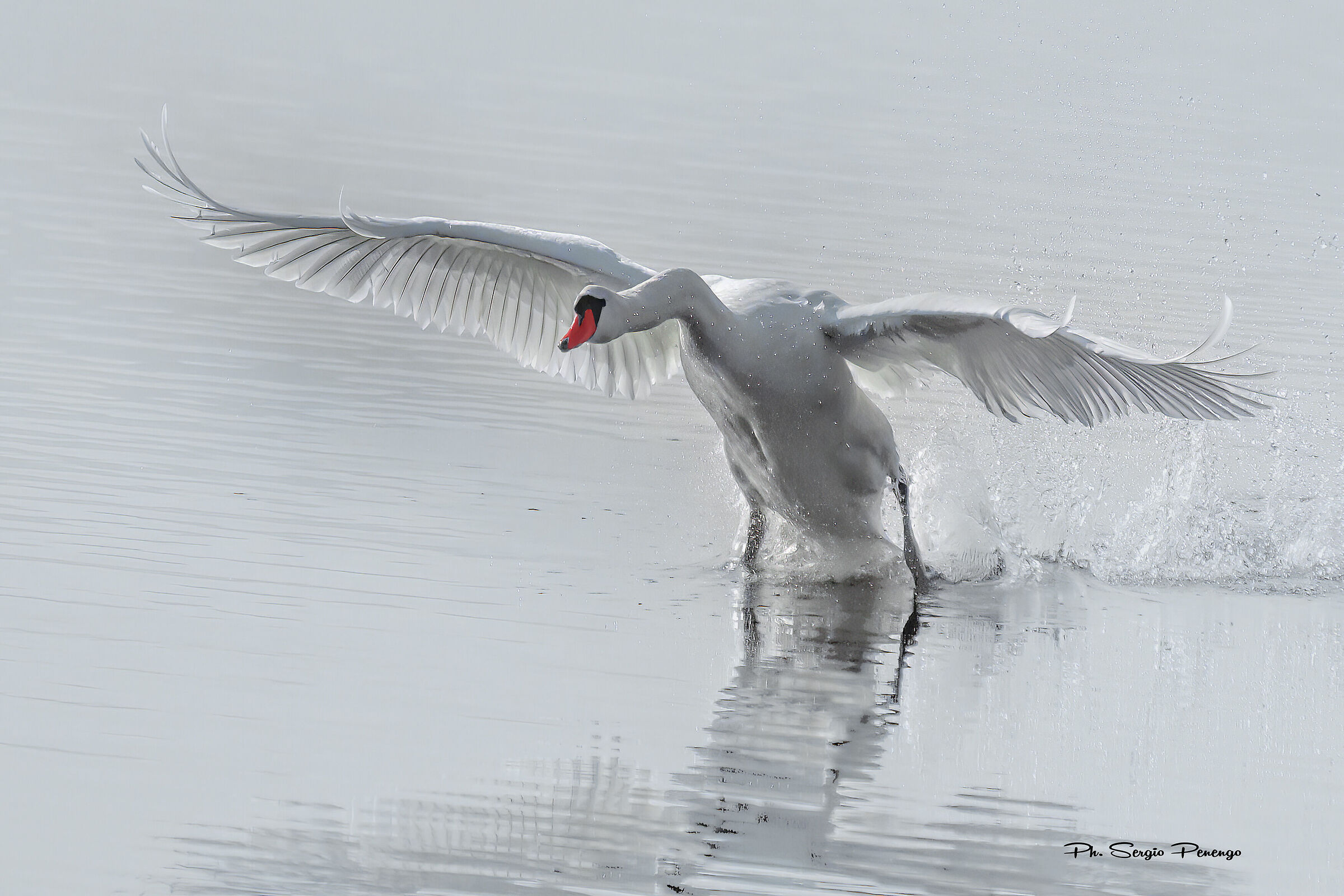 The take-off of the Swan