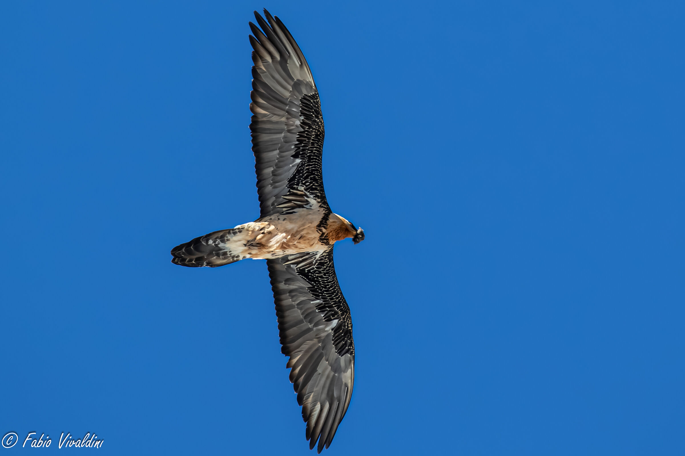 Gipeto sopra la mia testa