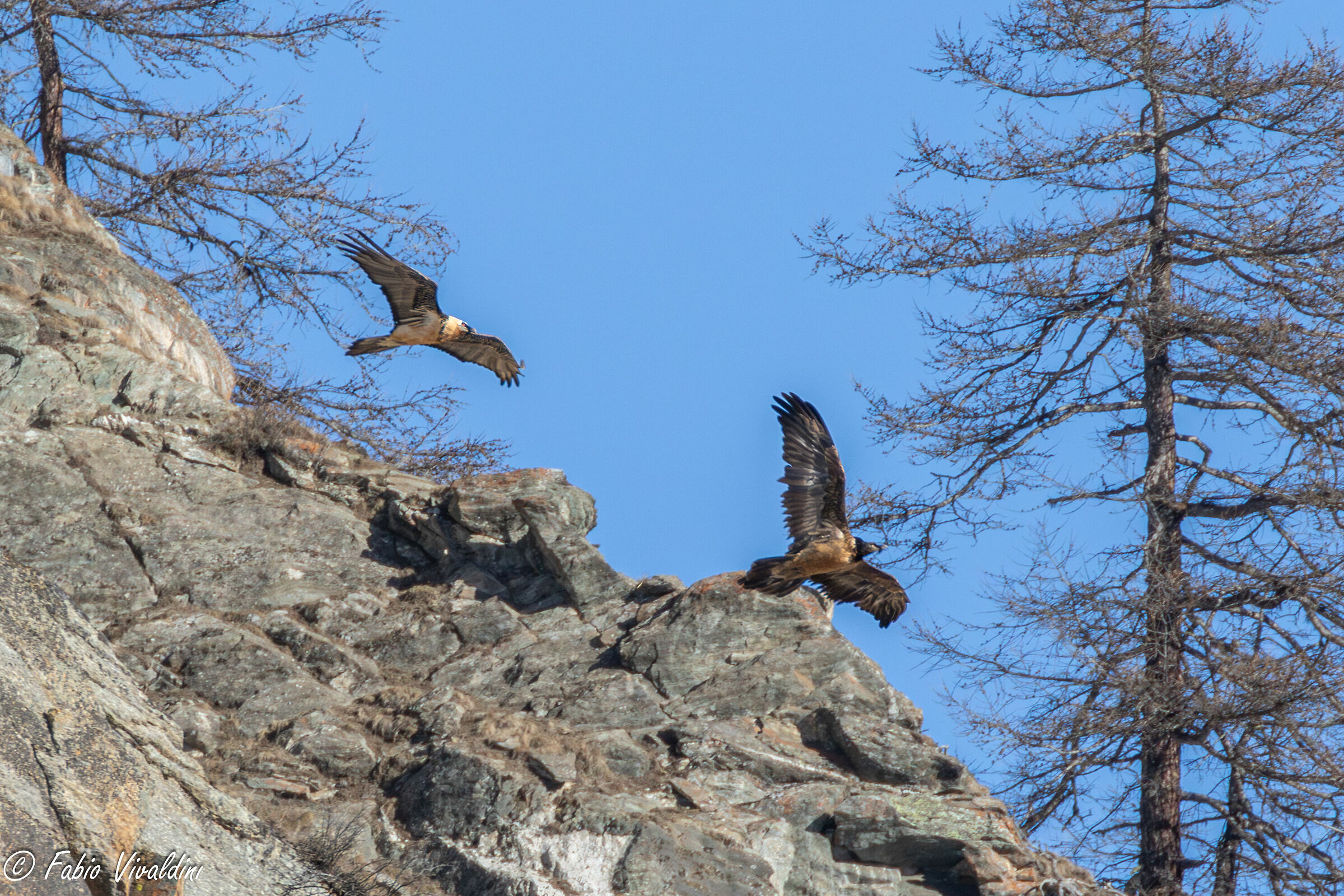Coppia di Gipeti sul costone
