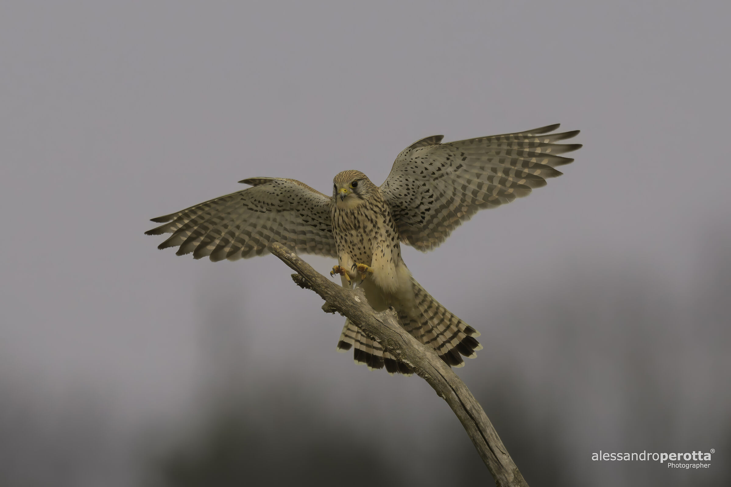 Falco tinnunculus