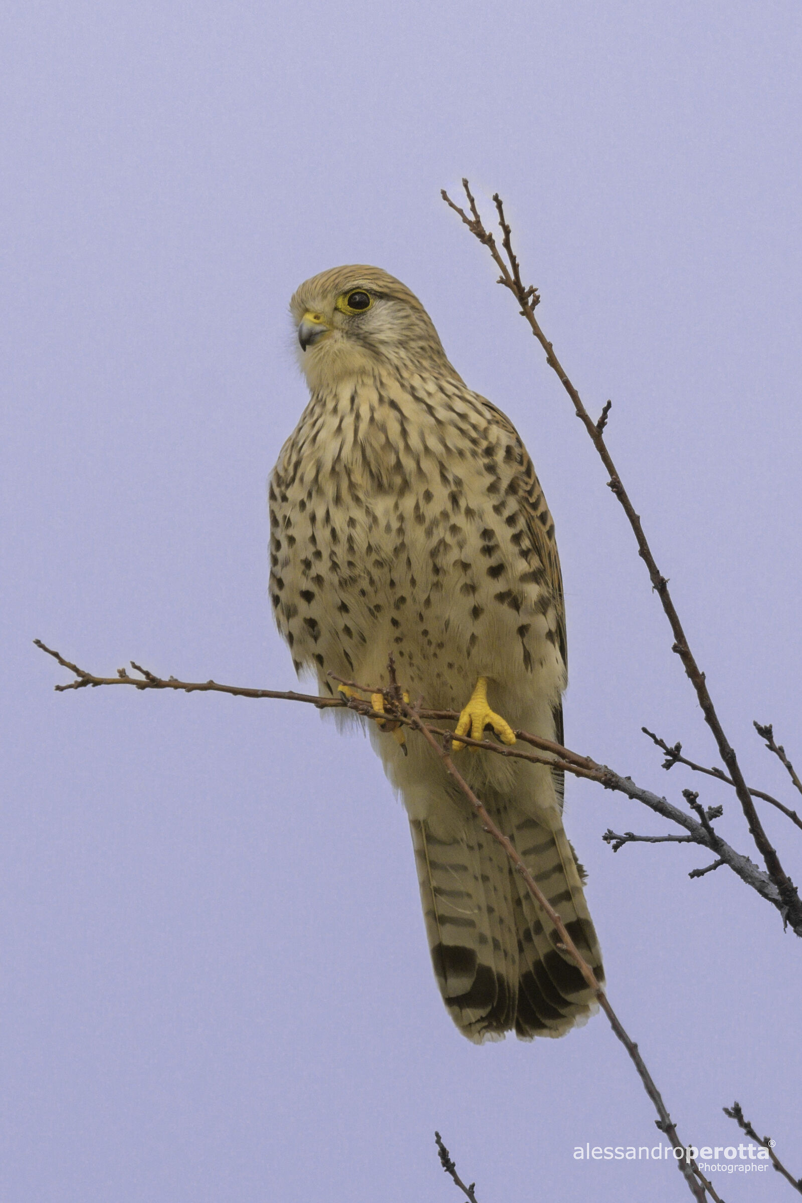 Falco tinnunculus