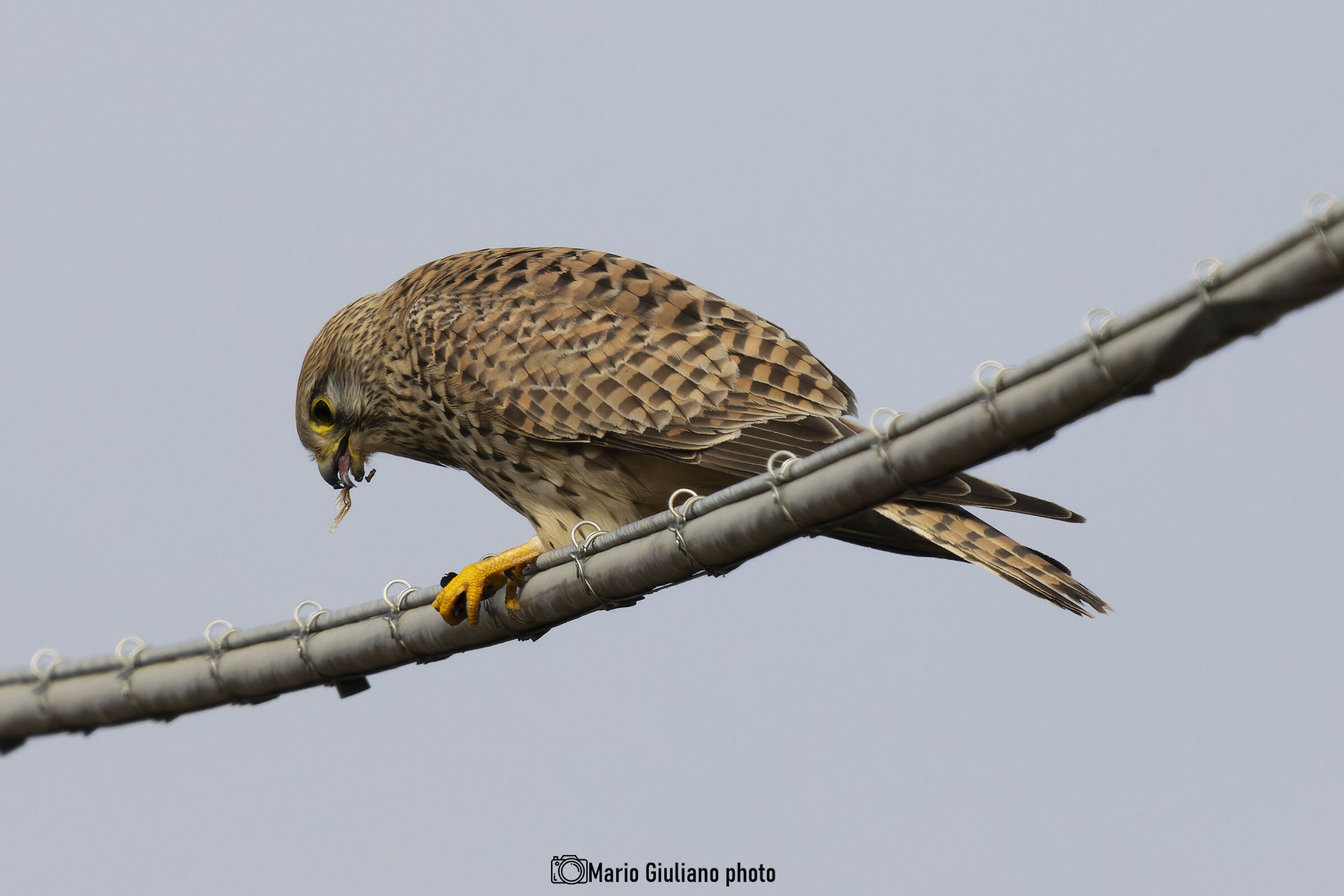 The Kestrel Lunch
