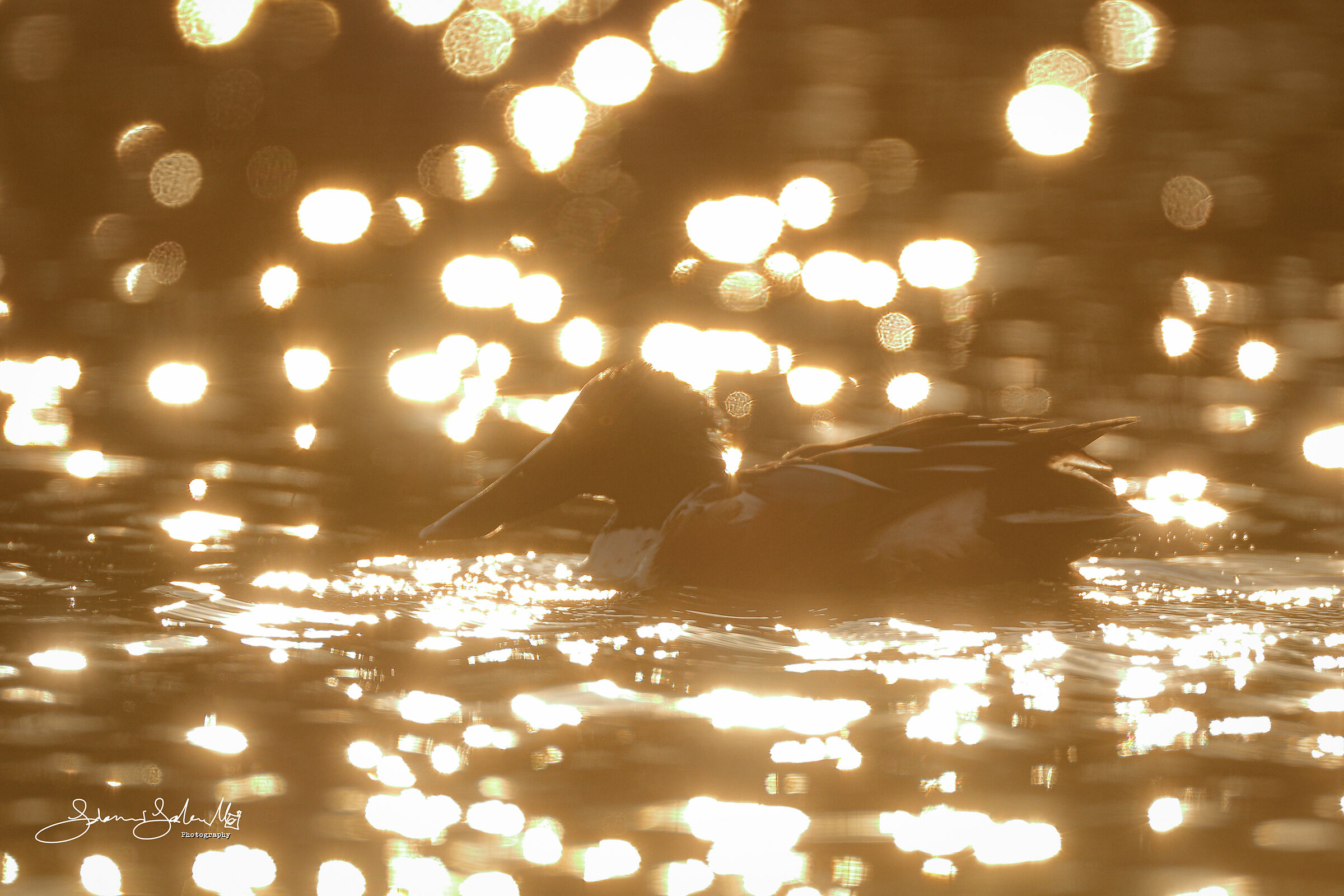 Reflexes (Spatula clypeata, LINNAEUS, 1758)