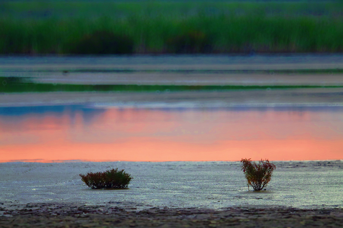 Un percorso di contemplazione nelle distese fangose di Pyeon...