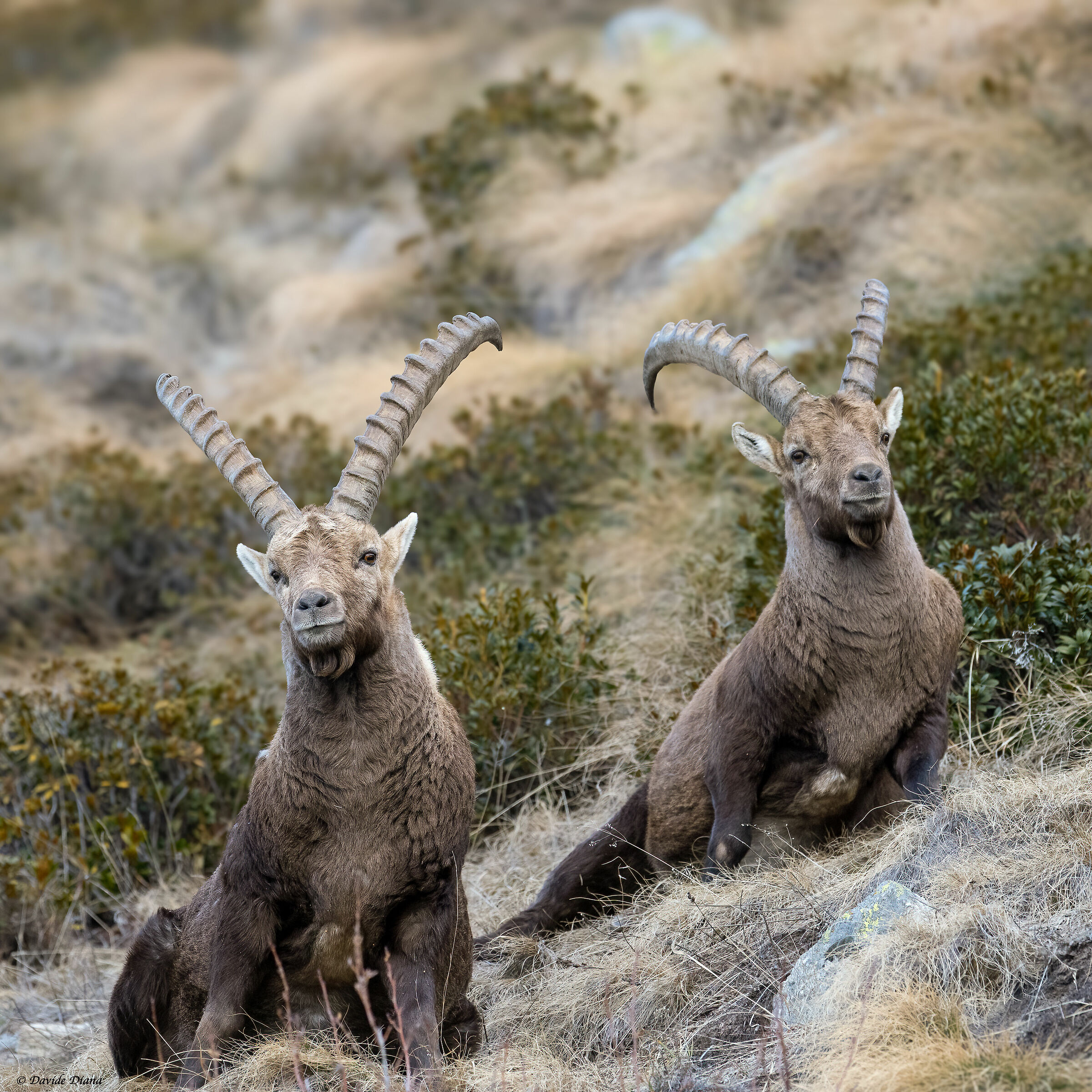 Ibex - Gran Paradiso National Park