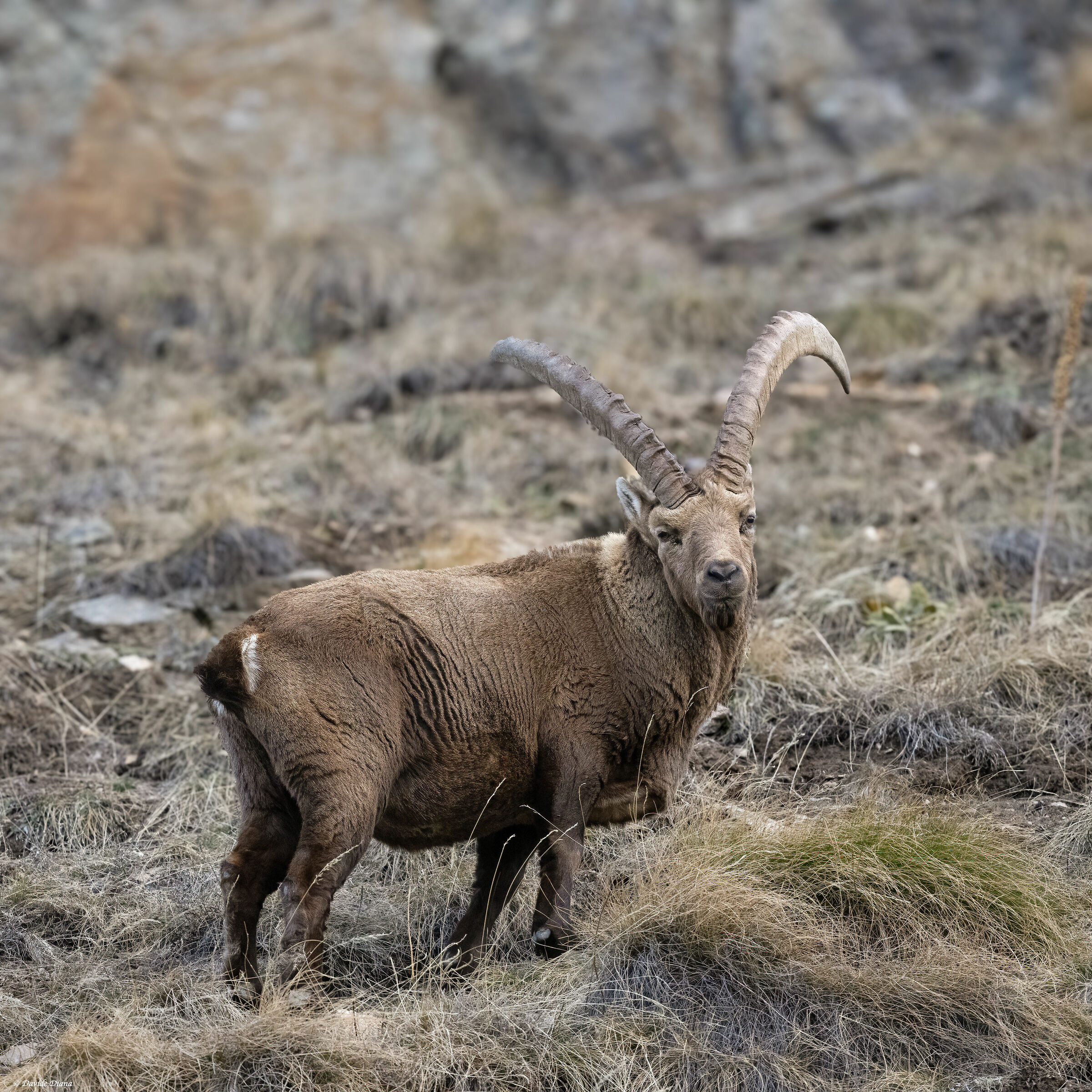 Ibex - Gran Paradiso National Park