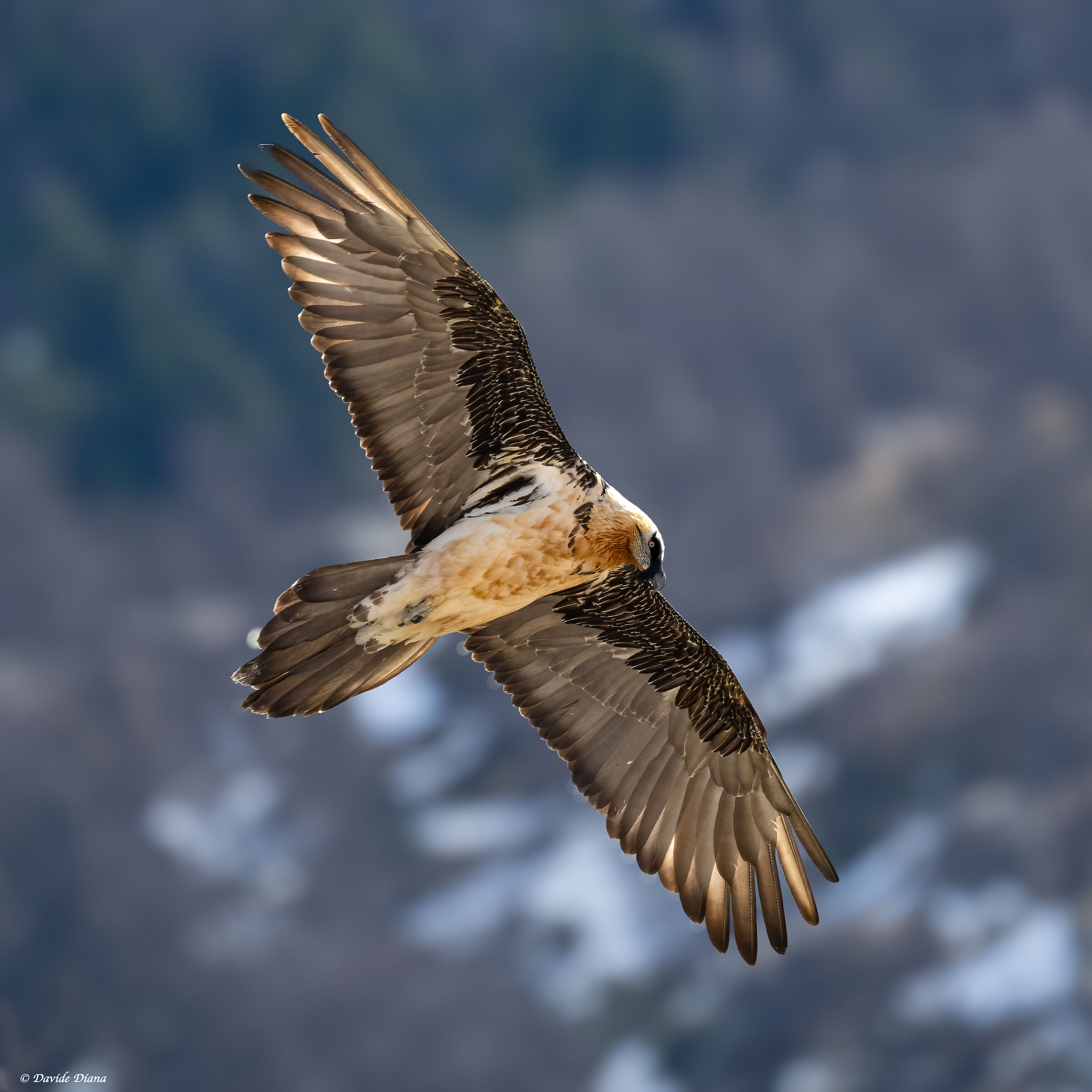 Gypaetus barbatus - Gran Paradiso National Park
