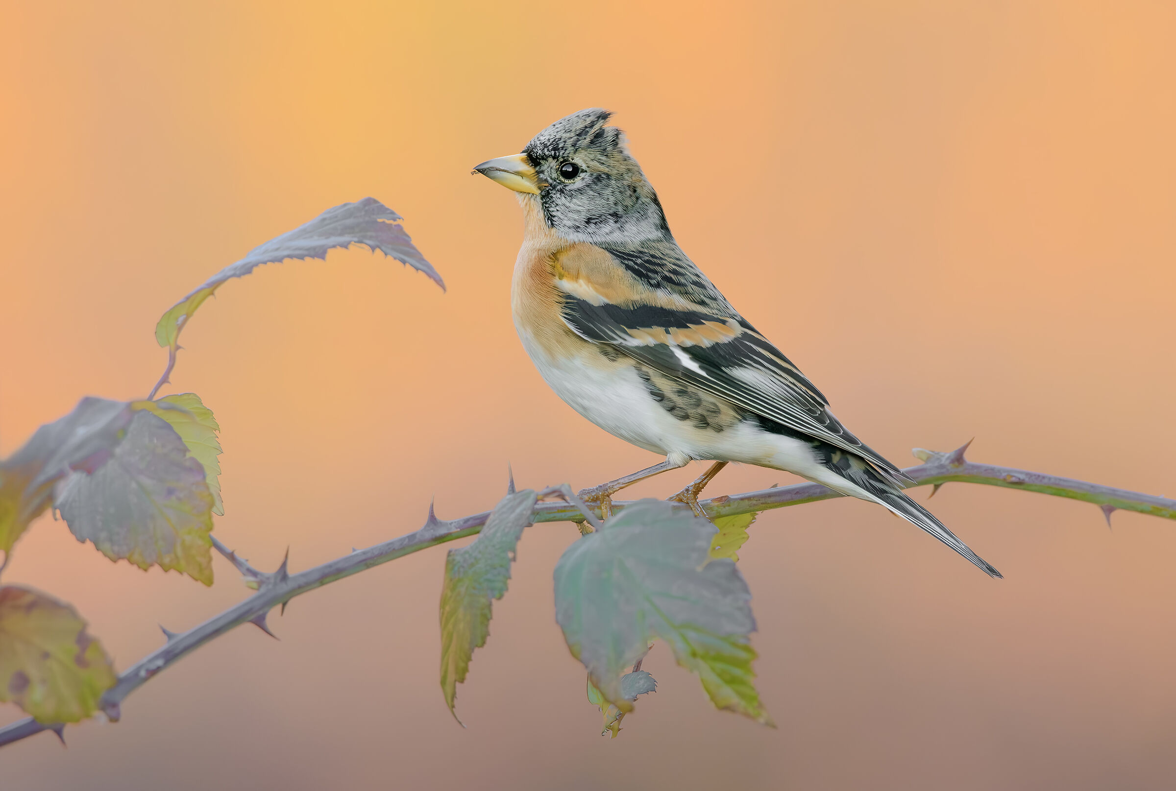 L'inverno delle peppole
