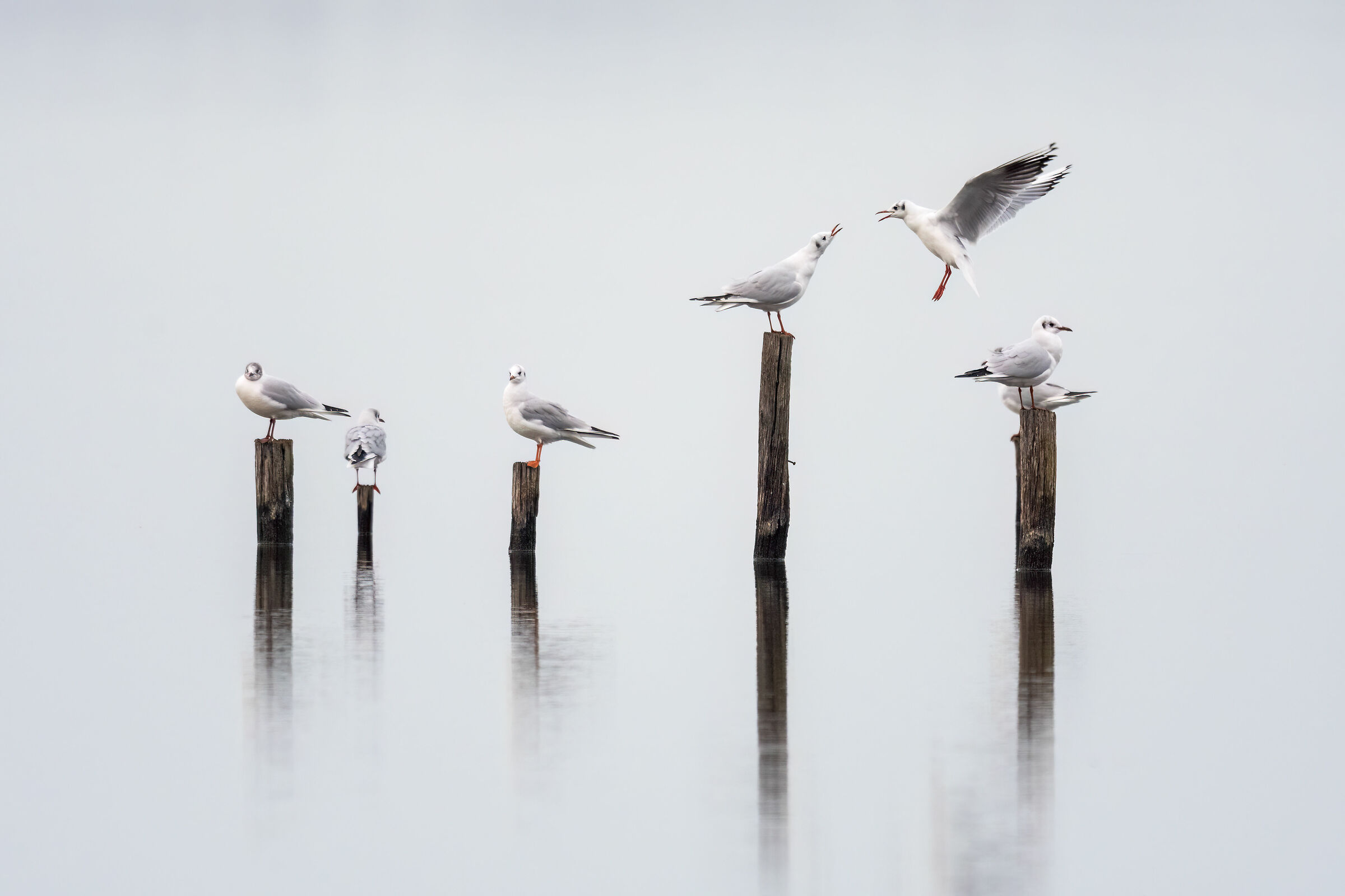 Gulls