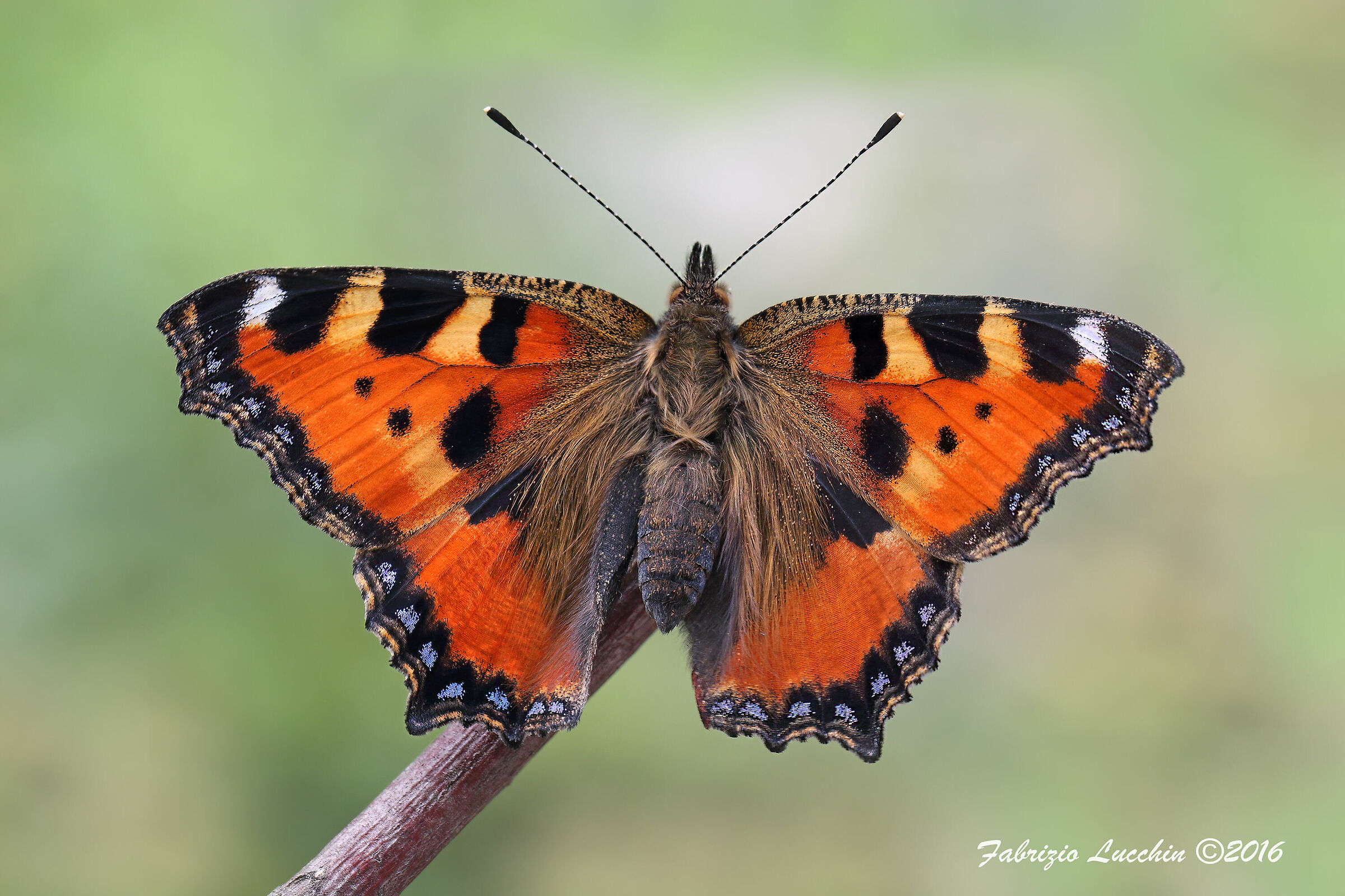 Vanessa dell'ortica (Aglais urticae)