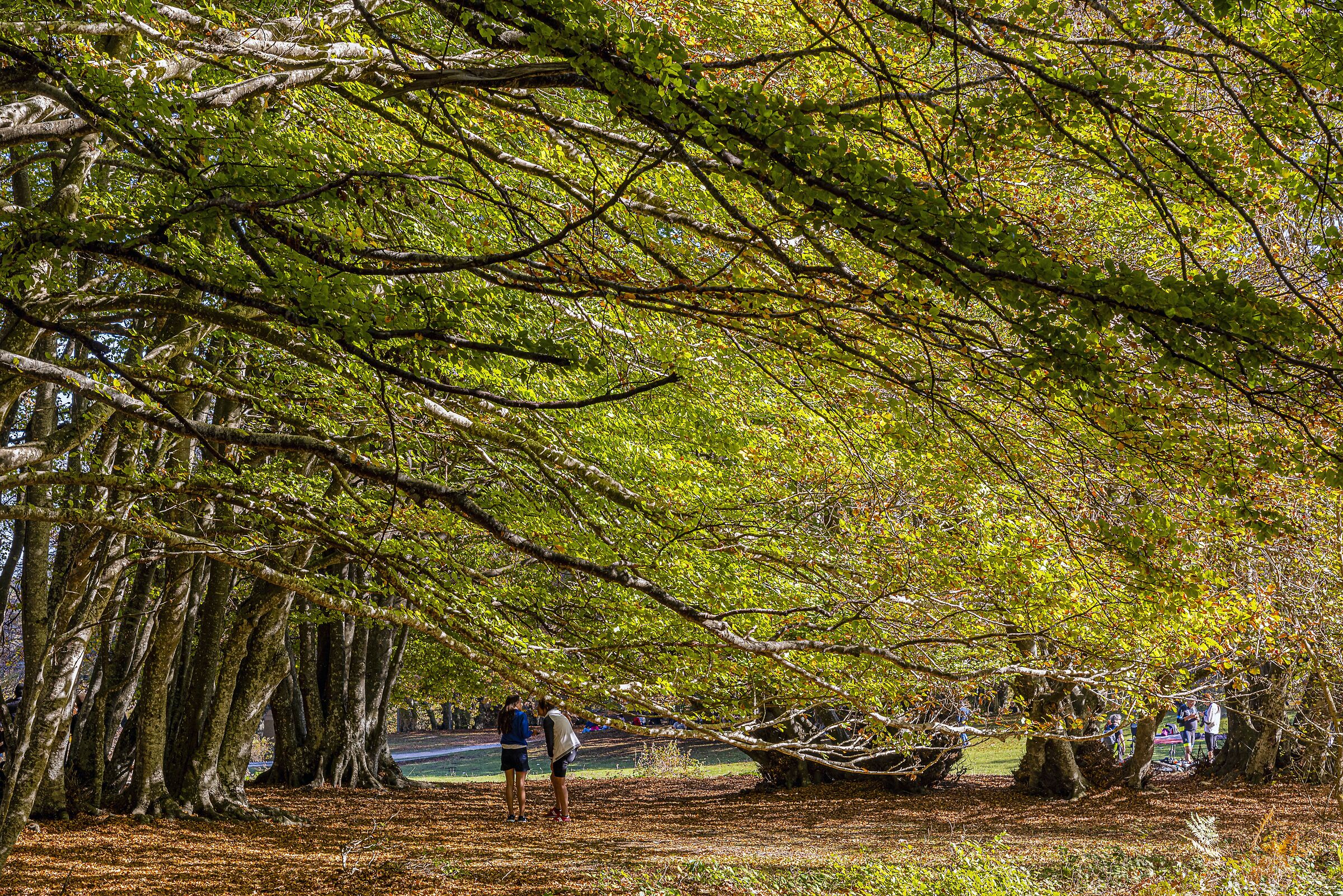 passeggiata a canfaito