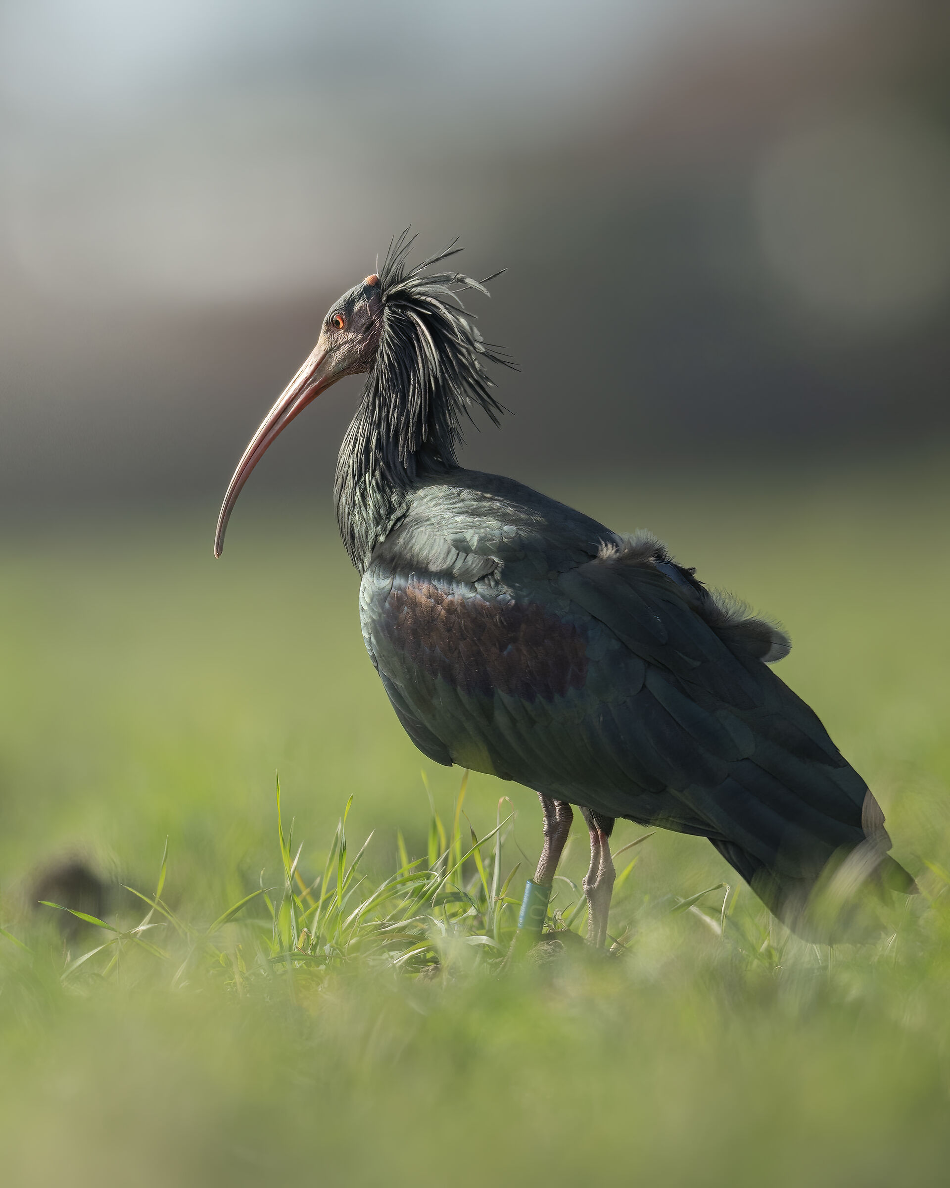 Northern Bald Ibis under the sun