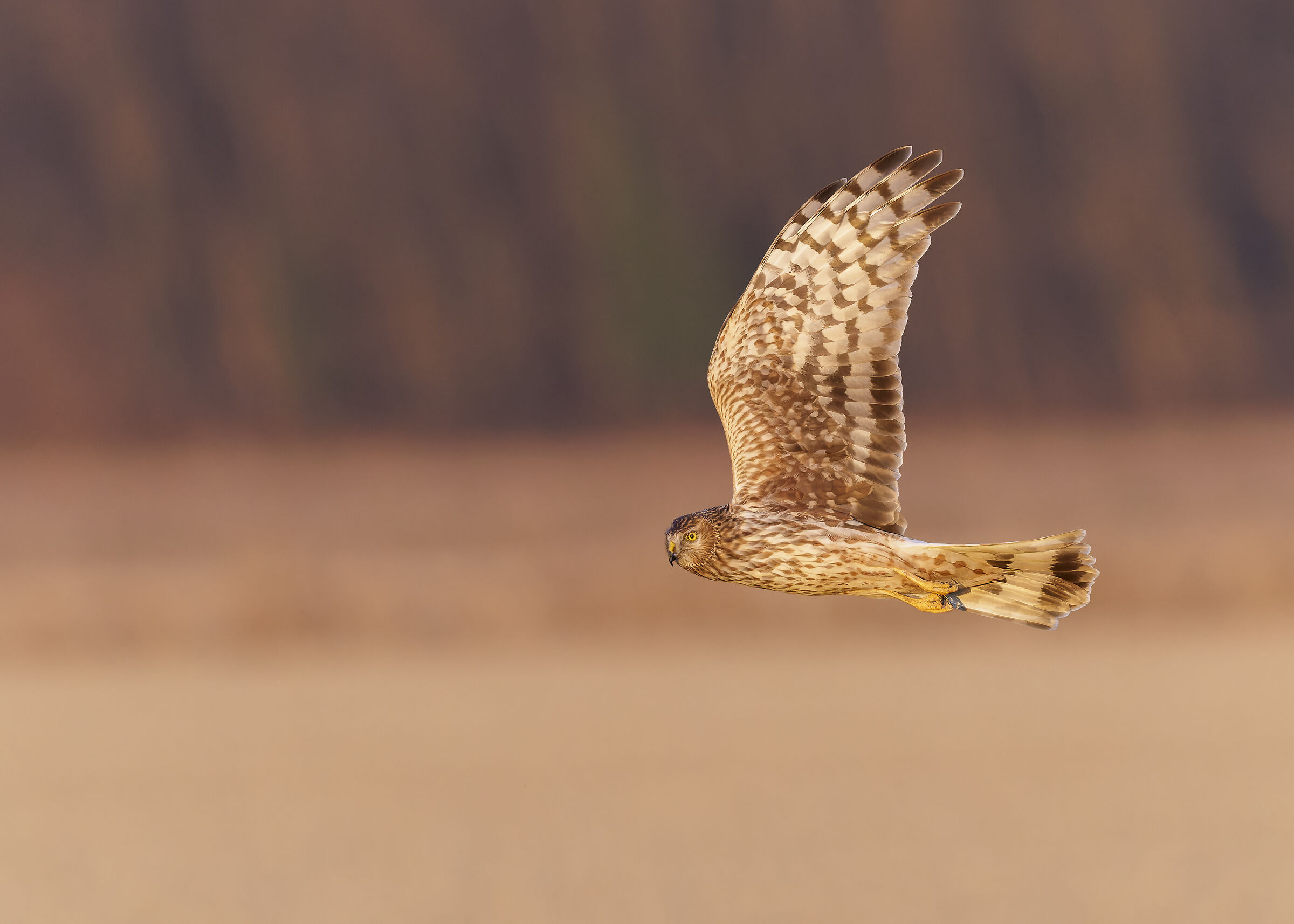 Hen Harrier - Albanella Reale