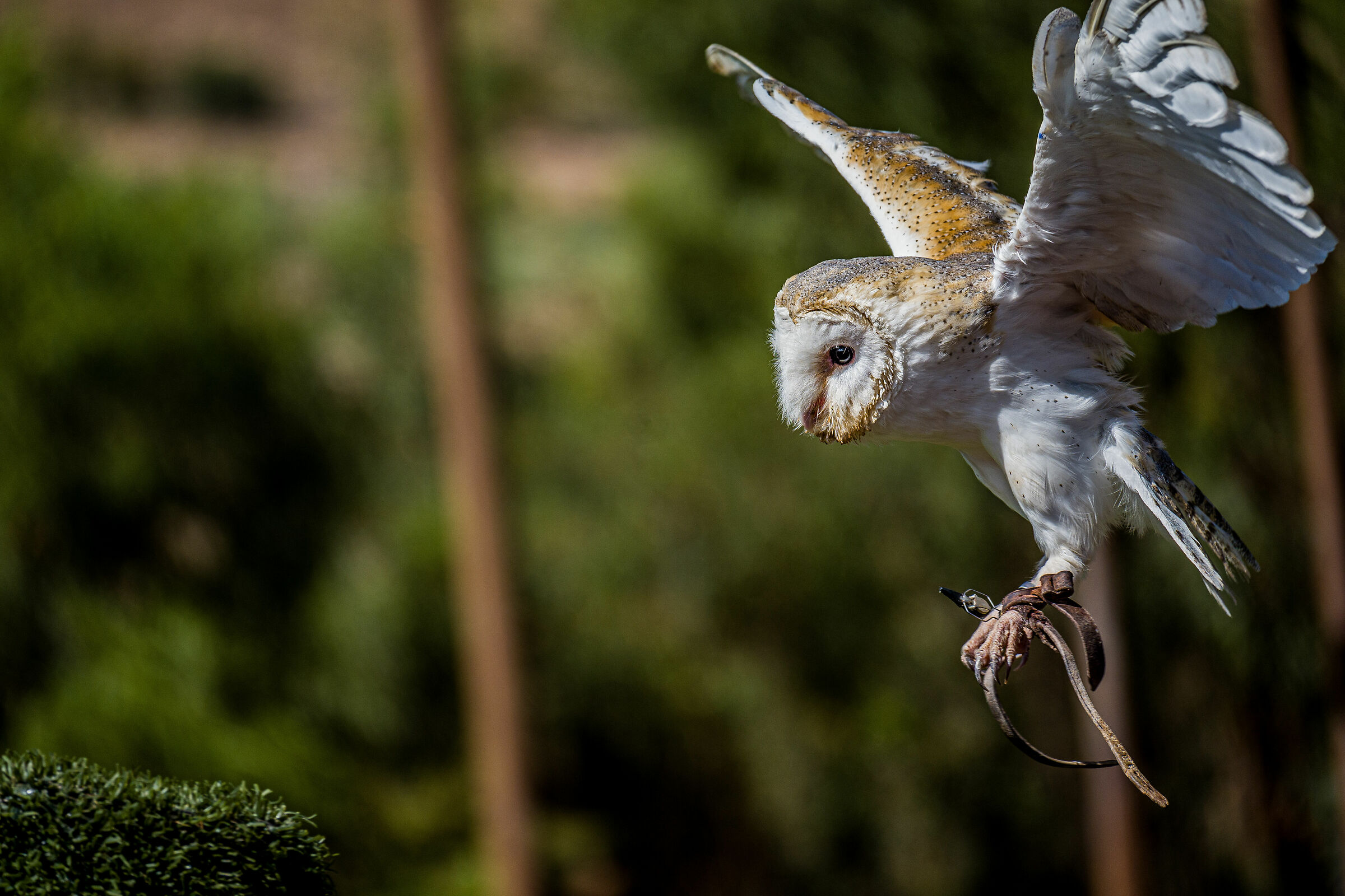 Tyto alba landing