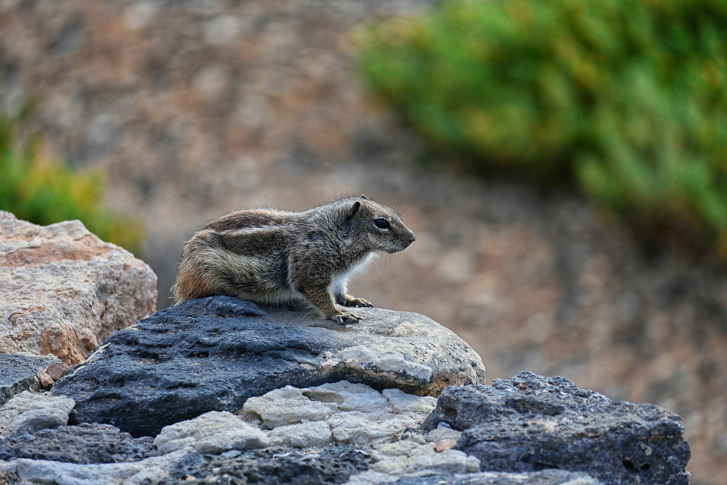 Atlantoxerus getulus