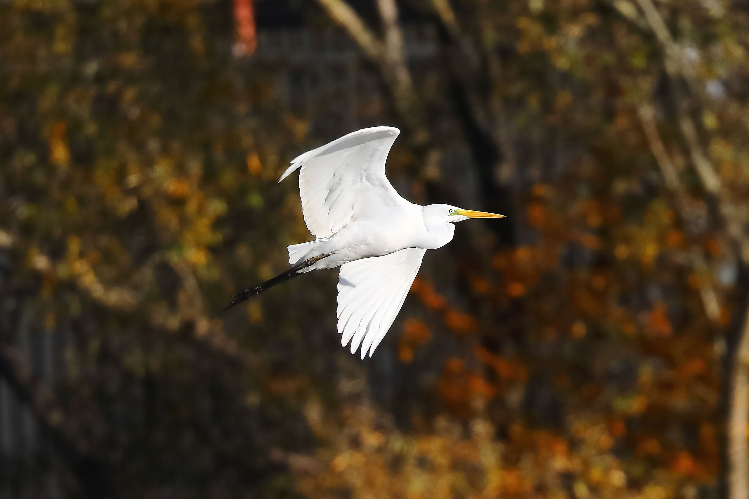 Airone BM 24-11-2023