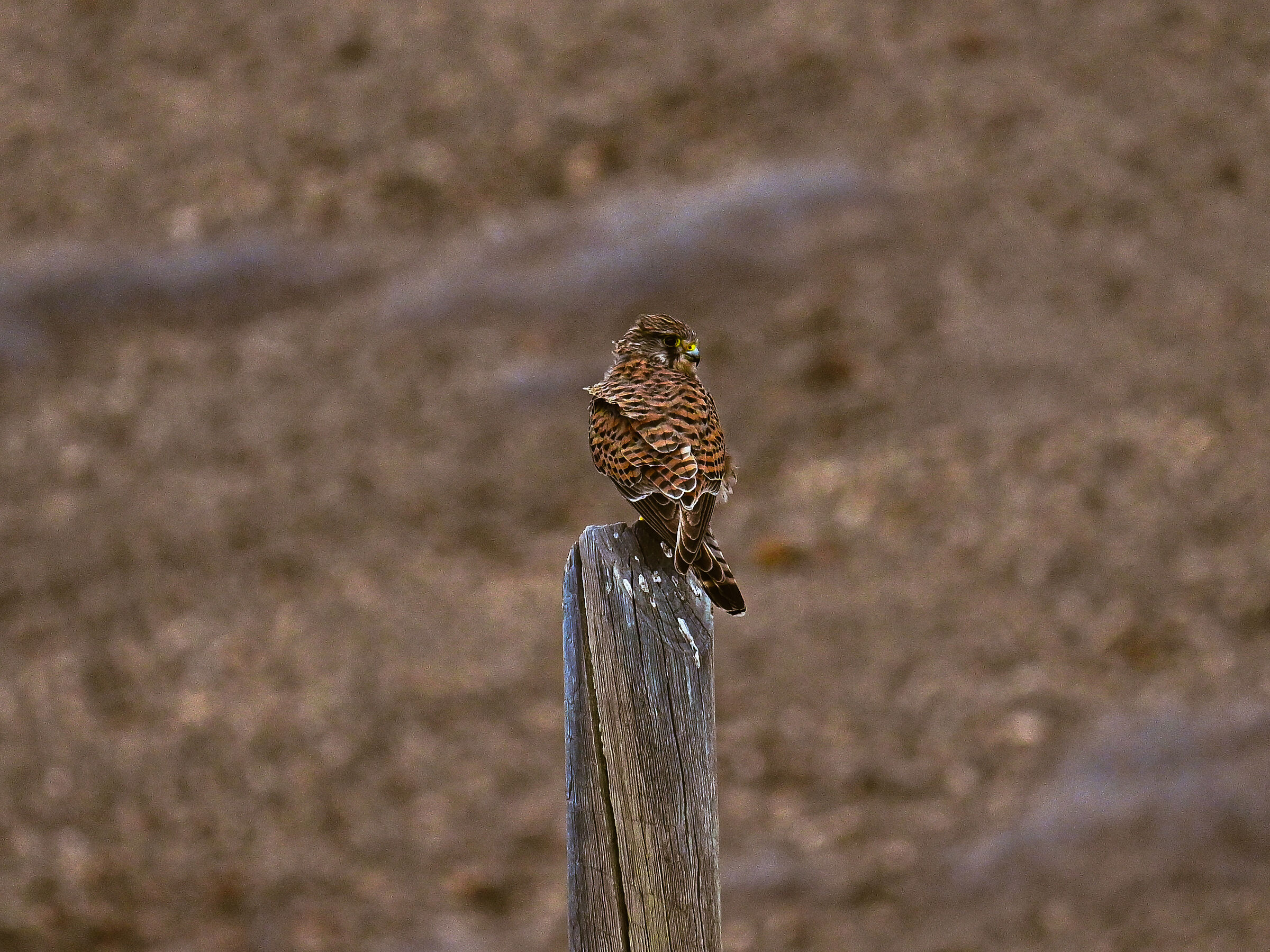 Resting falco tinnunculus