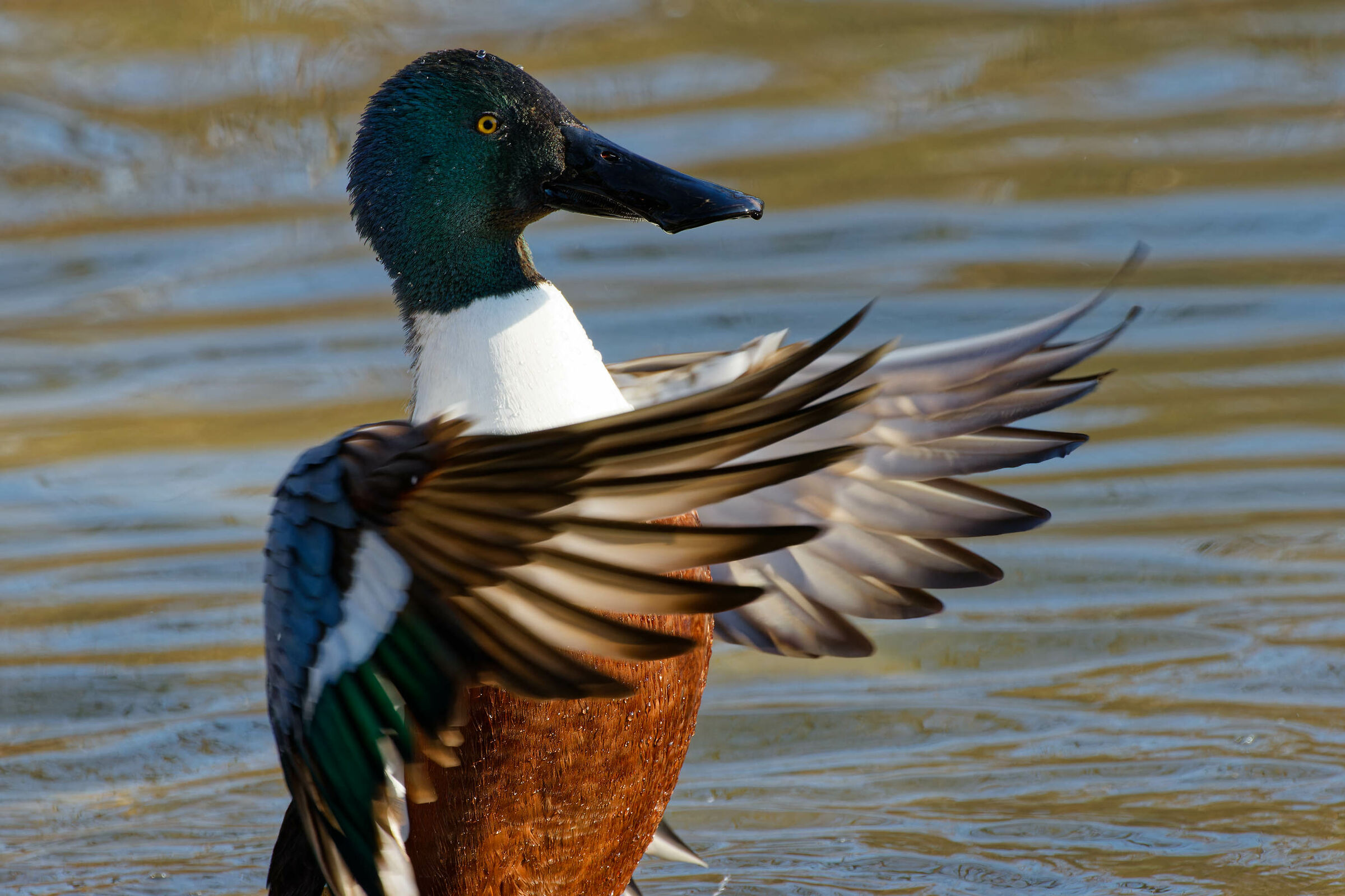 Mestolone - Spatula Clypeata