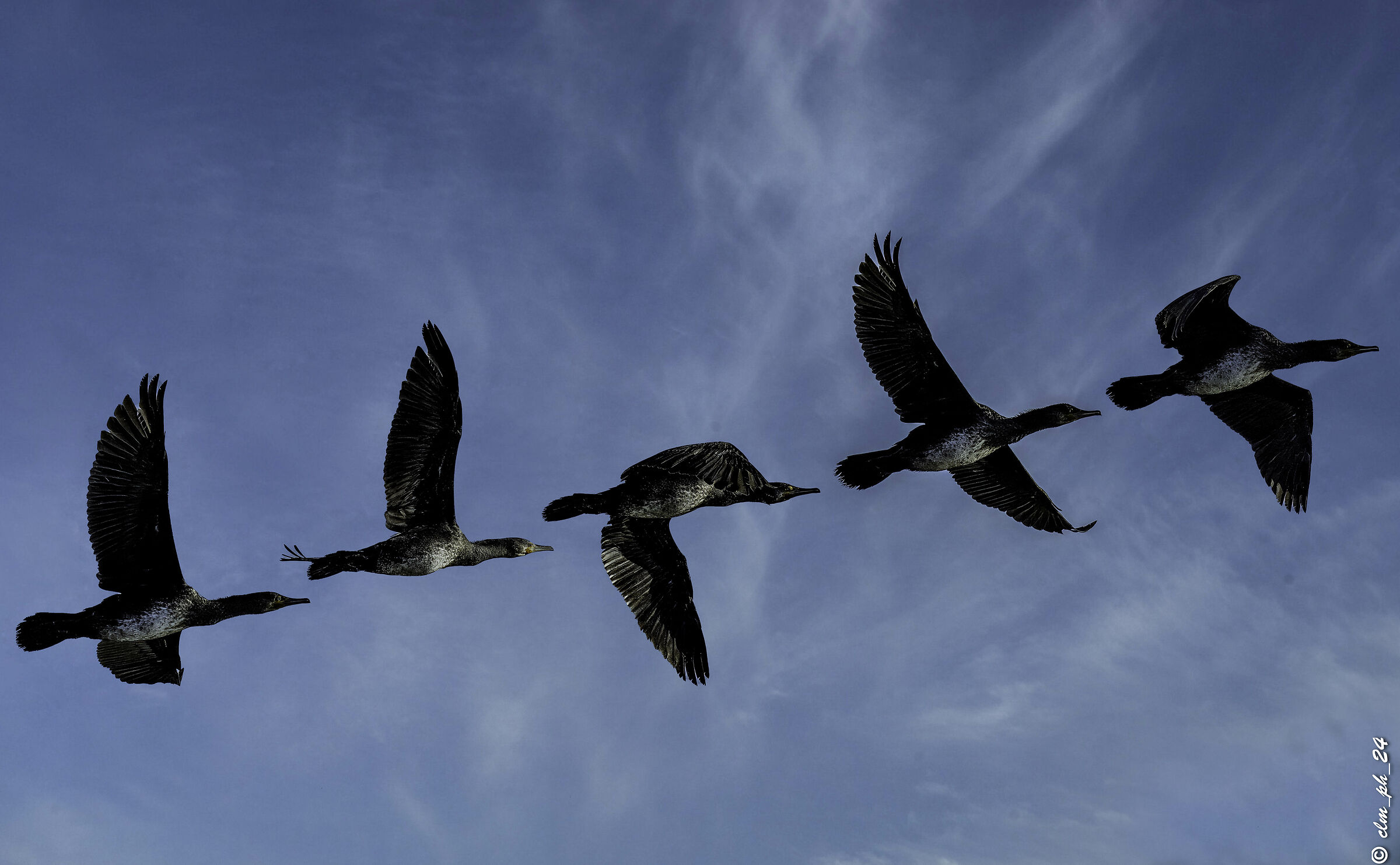 Cormorant Comb. 5 of 20 in-camera shots.