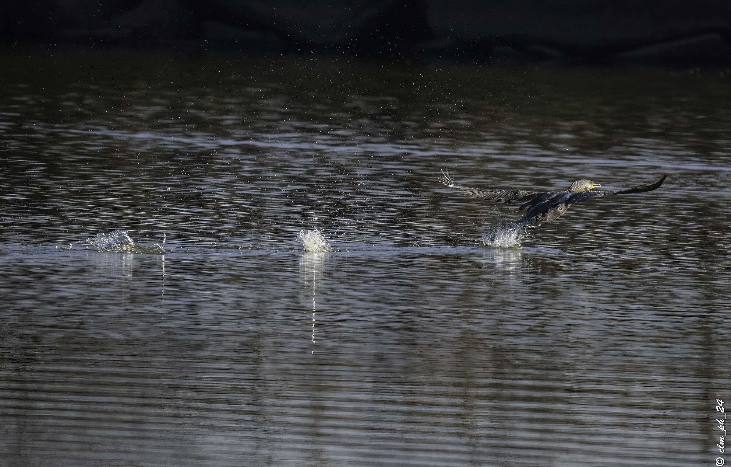 Cormorant.. departureaaaa!!