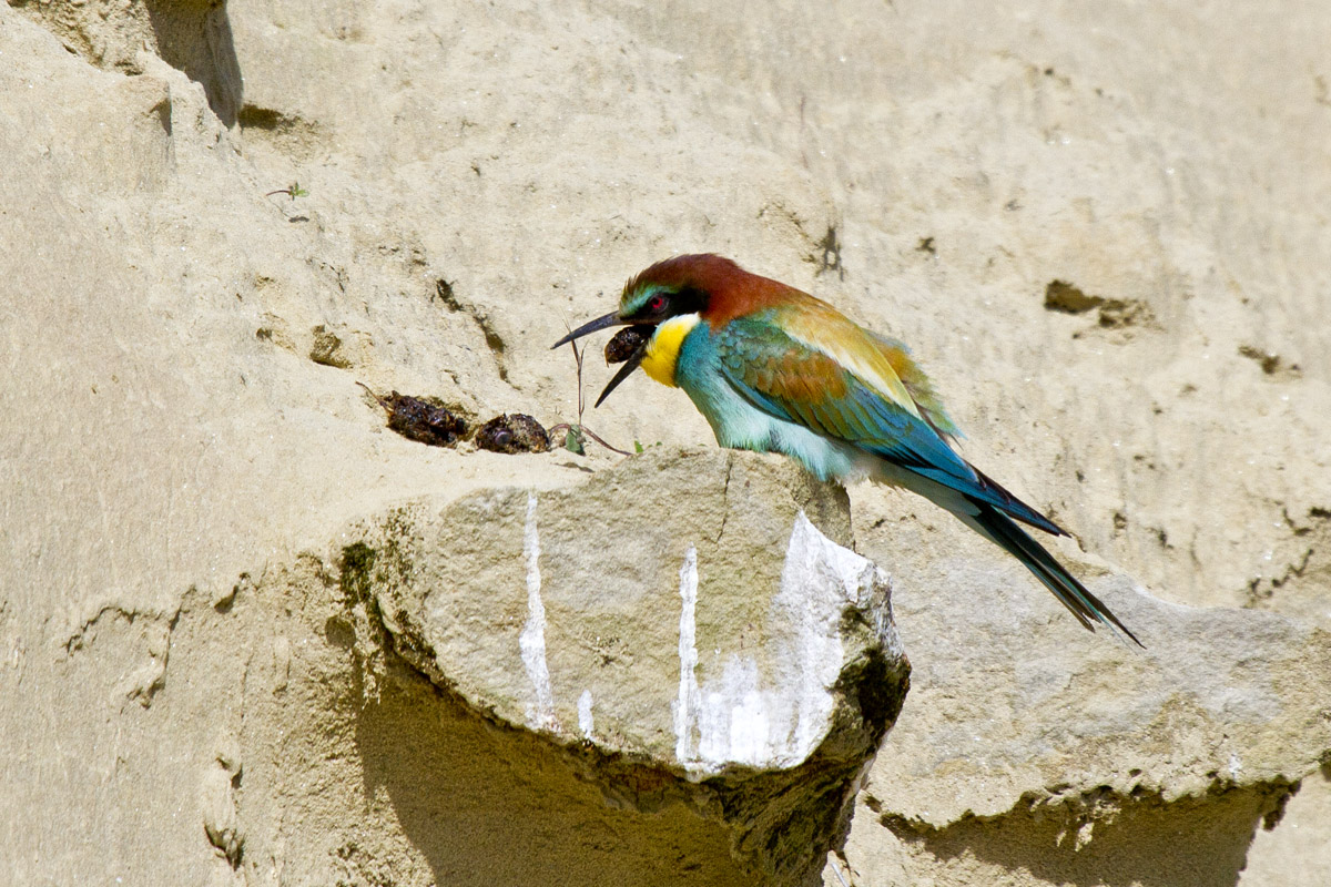 Il Gruccione e la sua borra