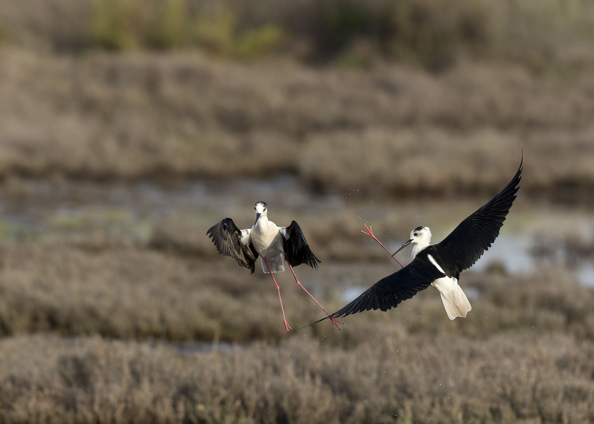 Black-winged stilt