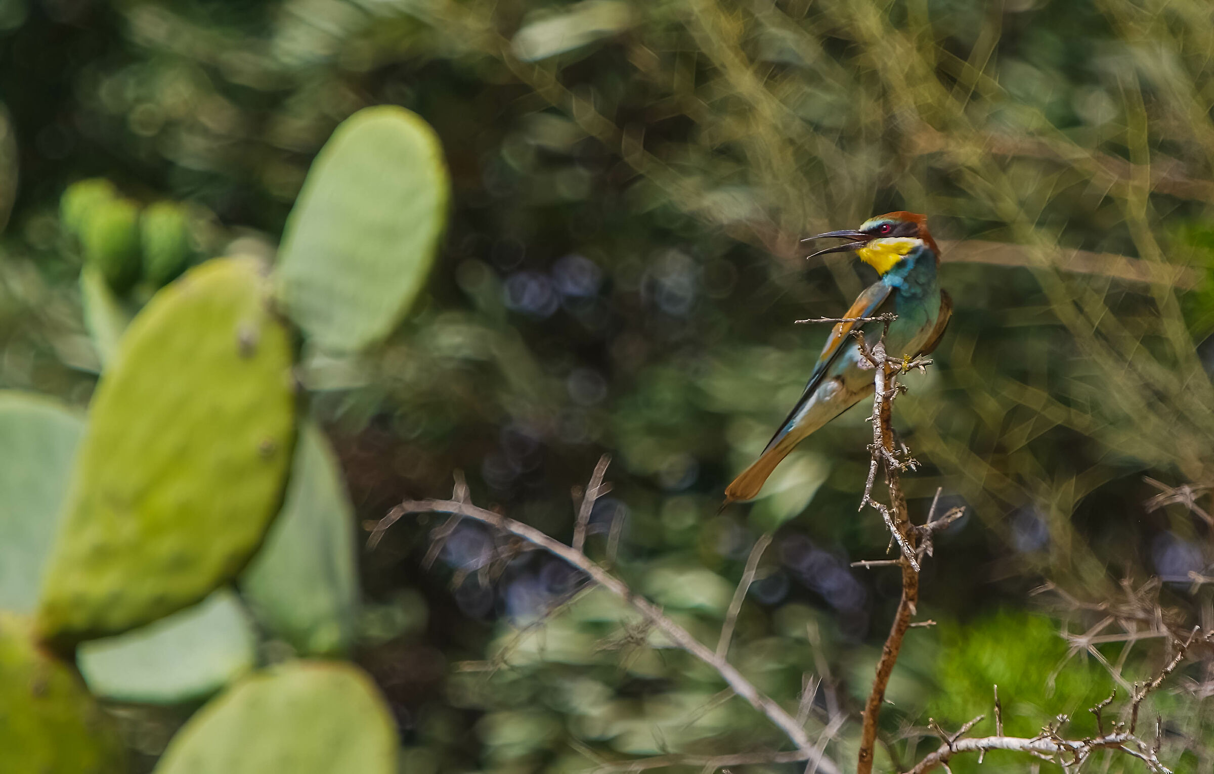 l'urlo del Gruccione