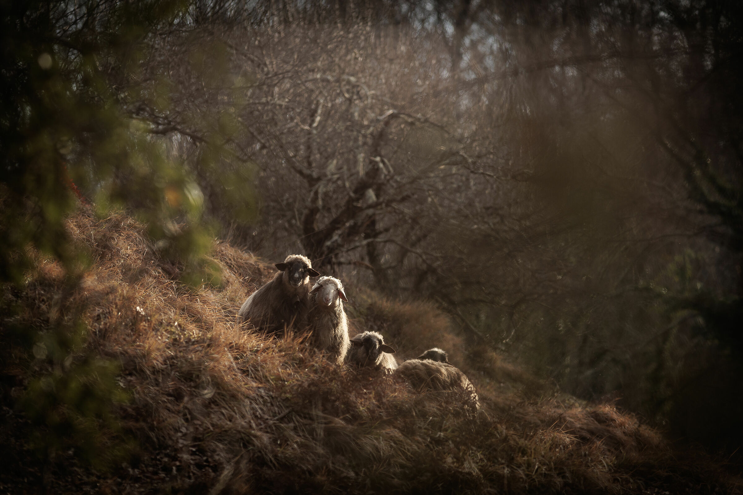 Over there, shy observers...