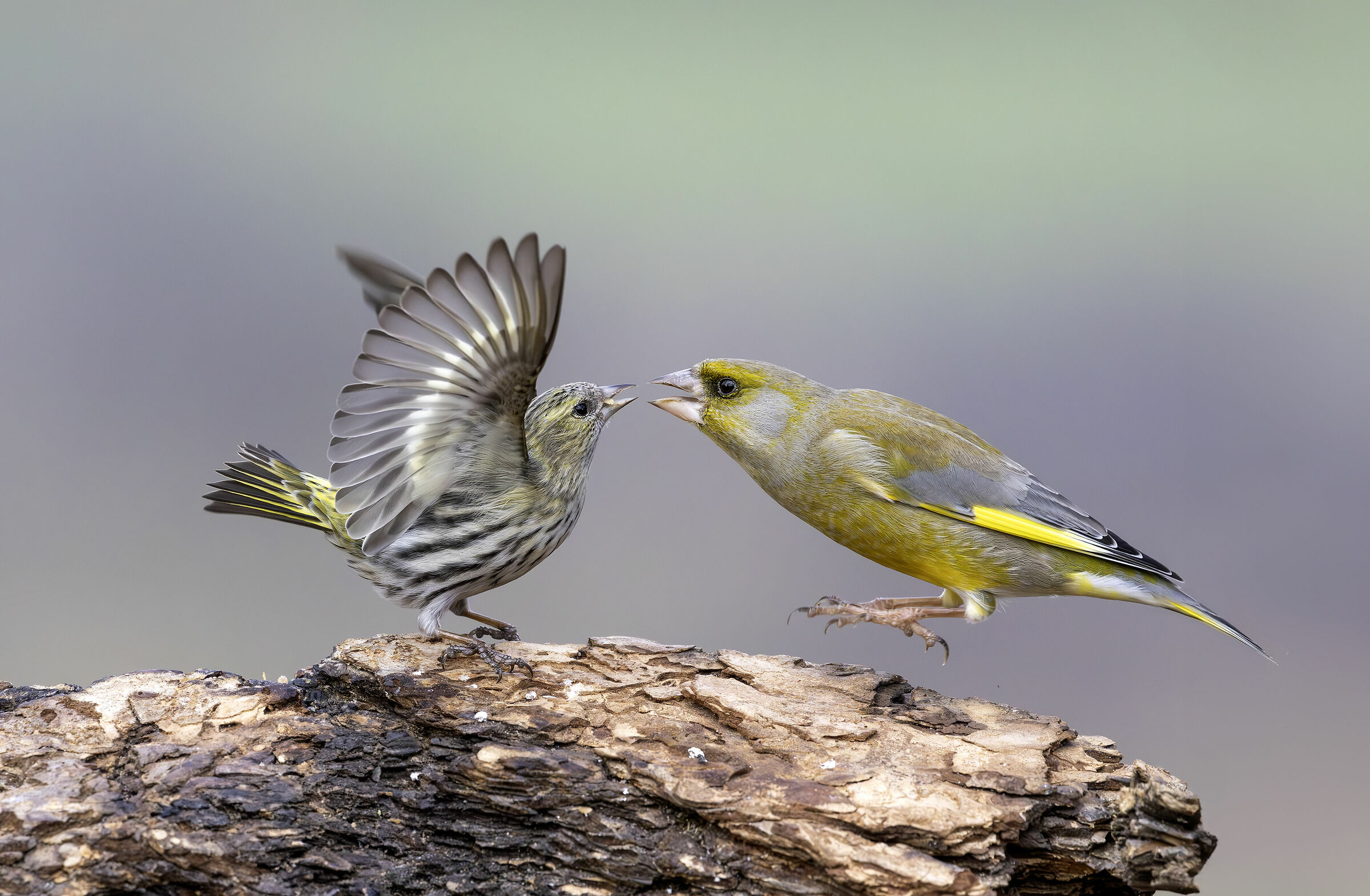 Verdone vs Lucherino