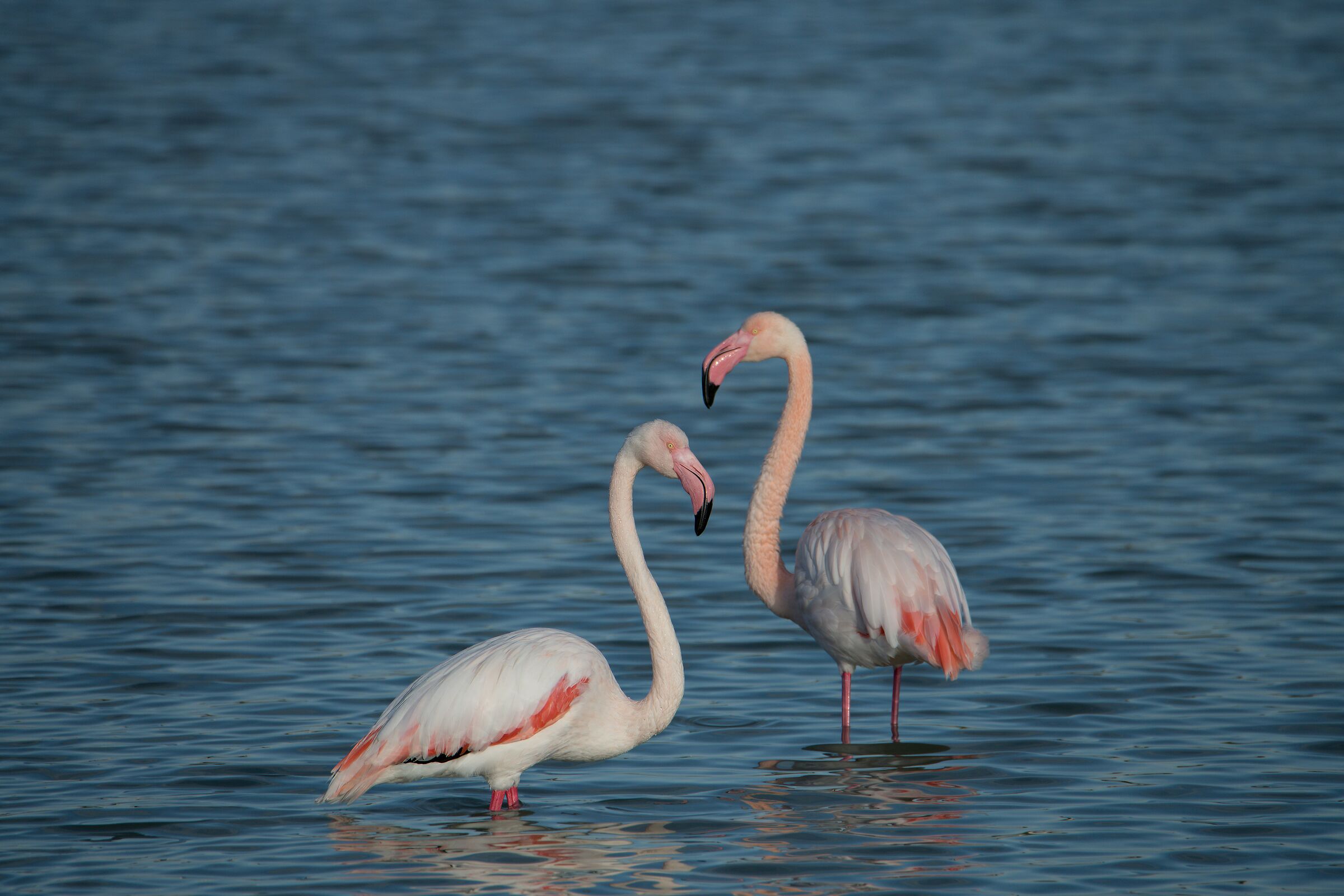 Courtship!