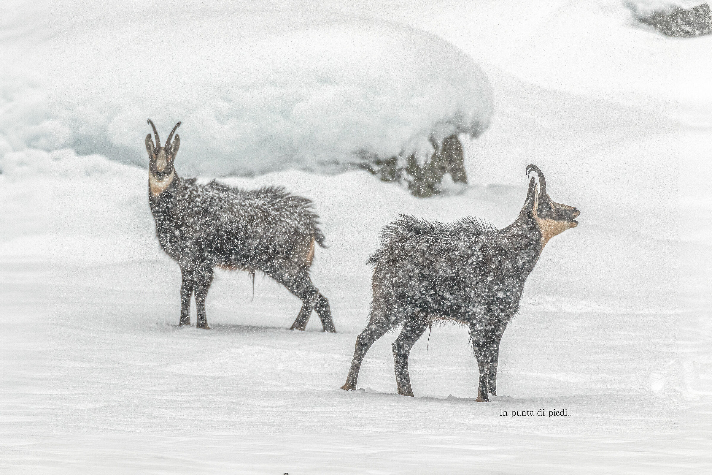 during the Love Season...