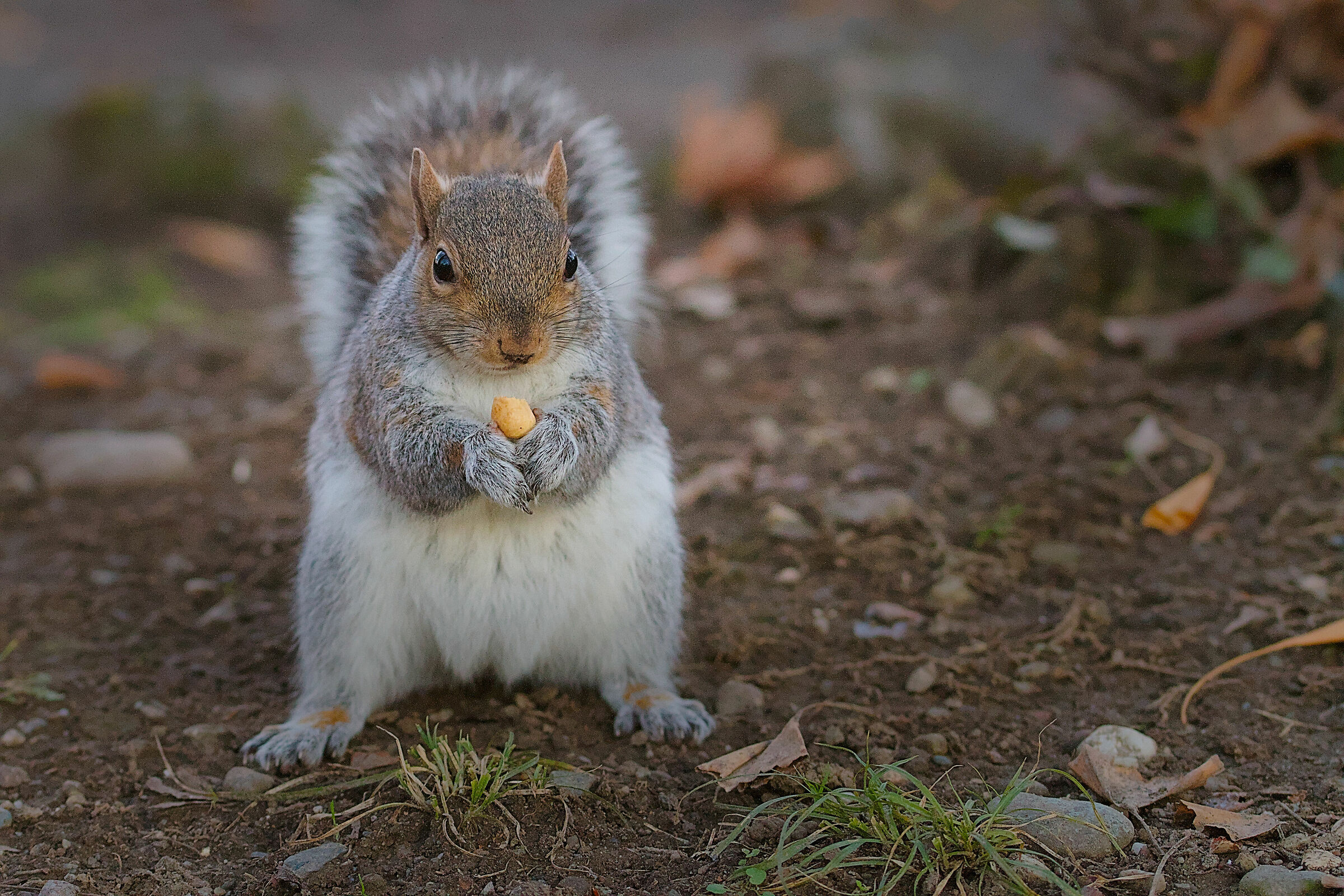 piccolo scoiattolo del parco del Valentino