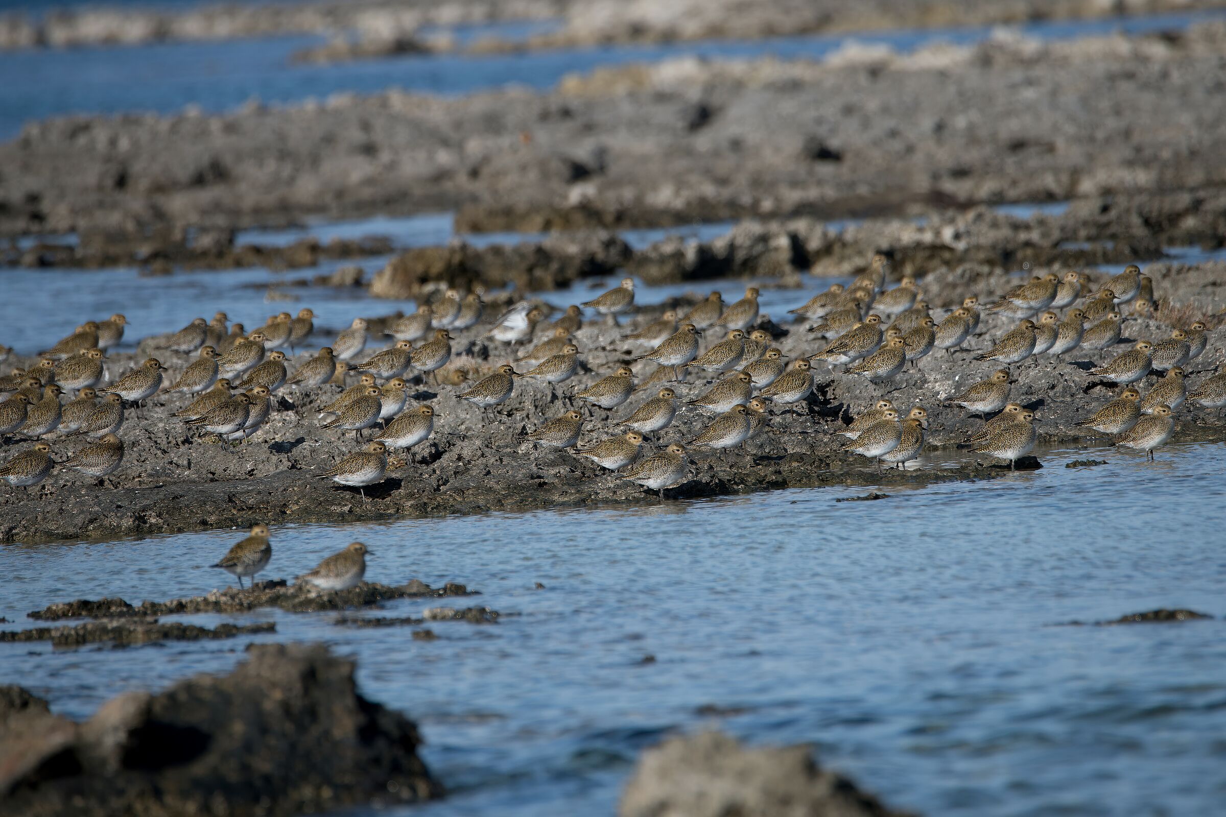 Golden Plover - Protected Oasis of Porto Cesareo