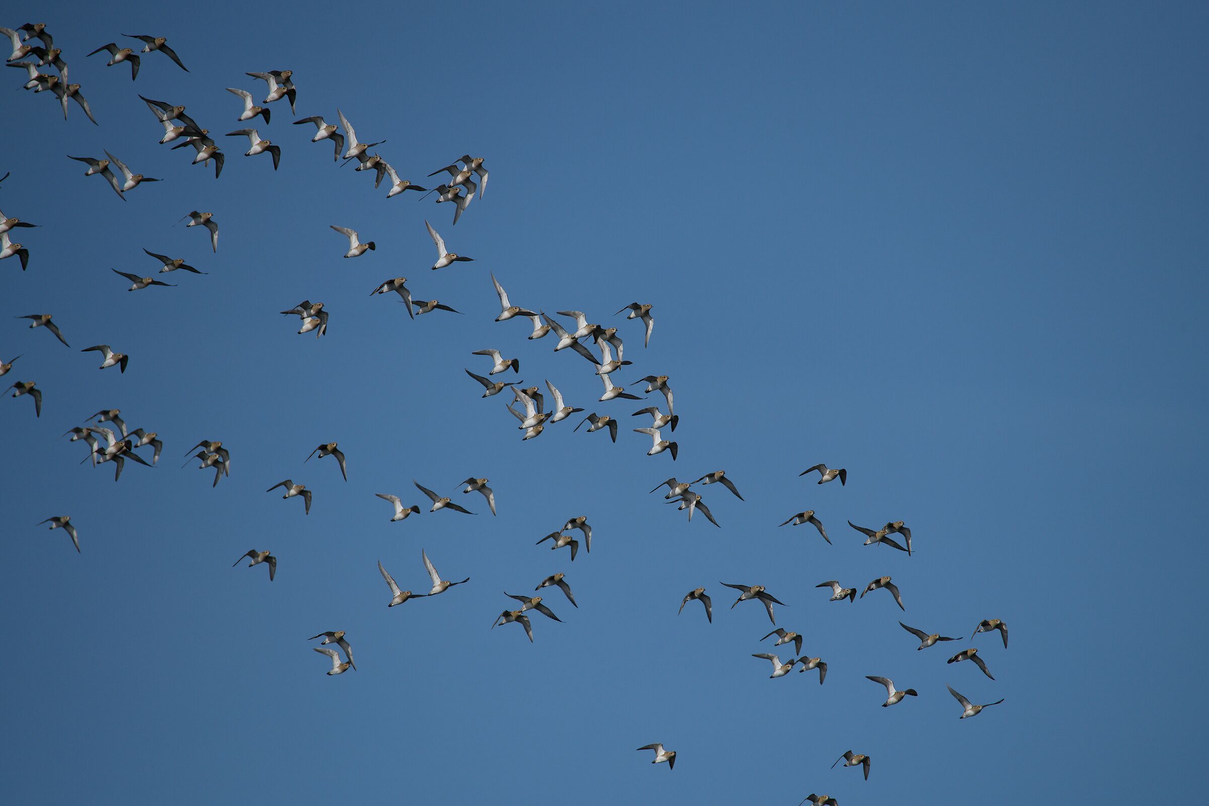 Golden Plover Storo - Protected Oasis Porto Cesareo