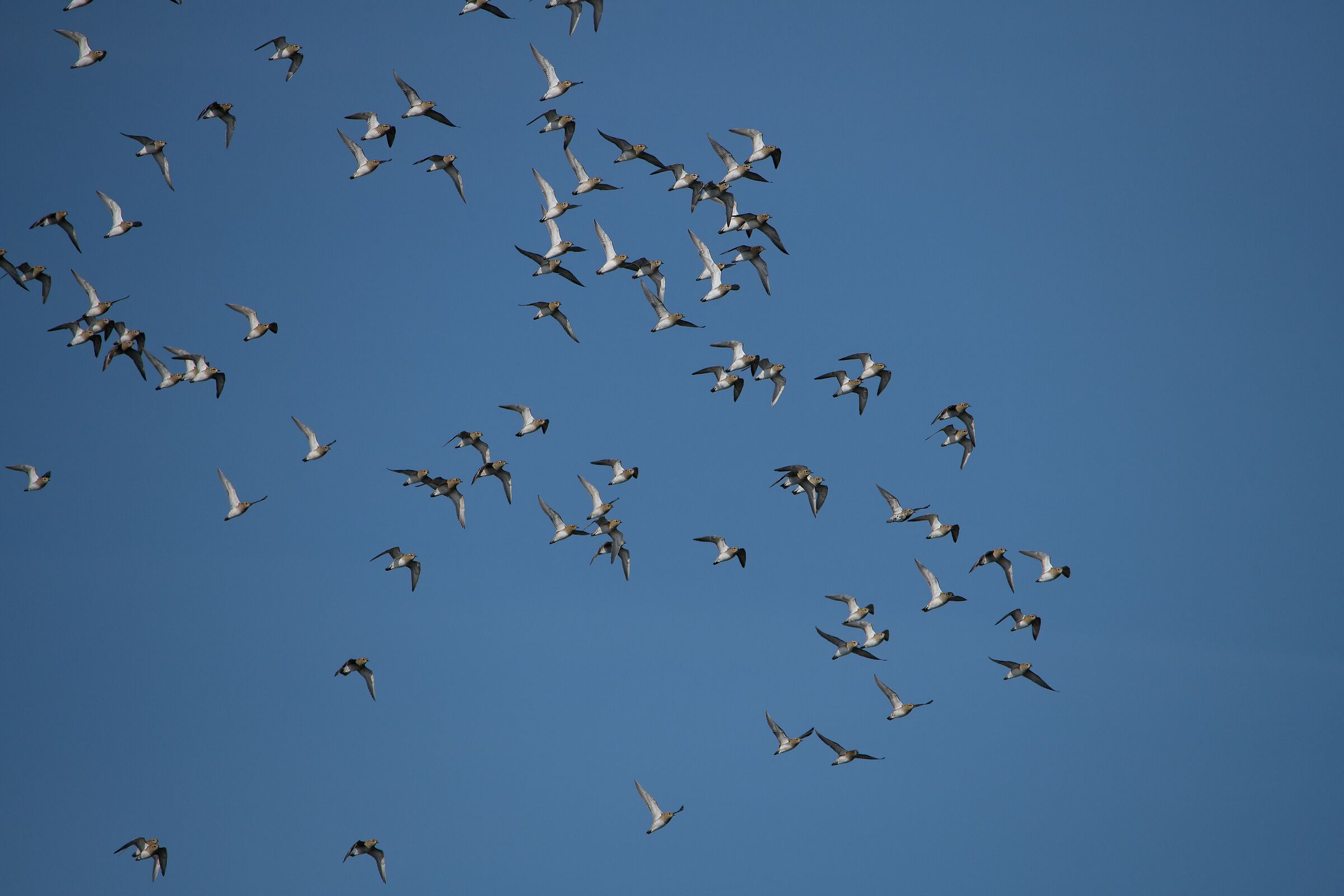 Golden Plover Stormo - Protected Oasis Porto Cesareo
