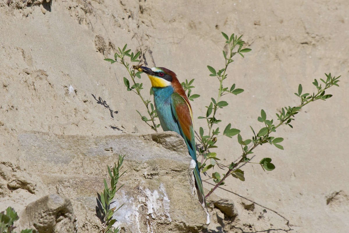 Il Gruccione e l'insetto