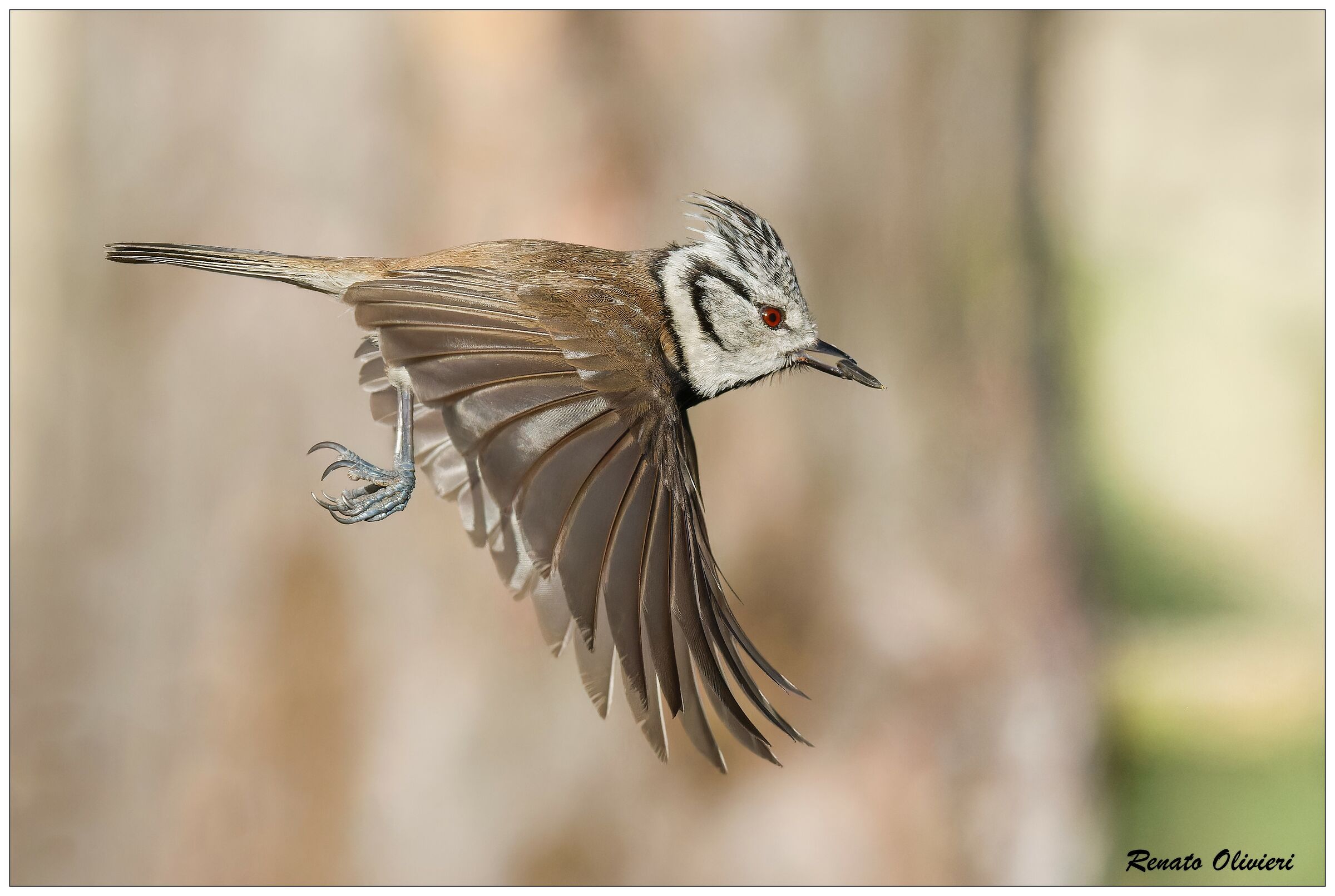 Tufted in flight