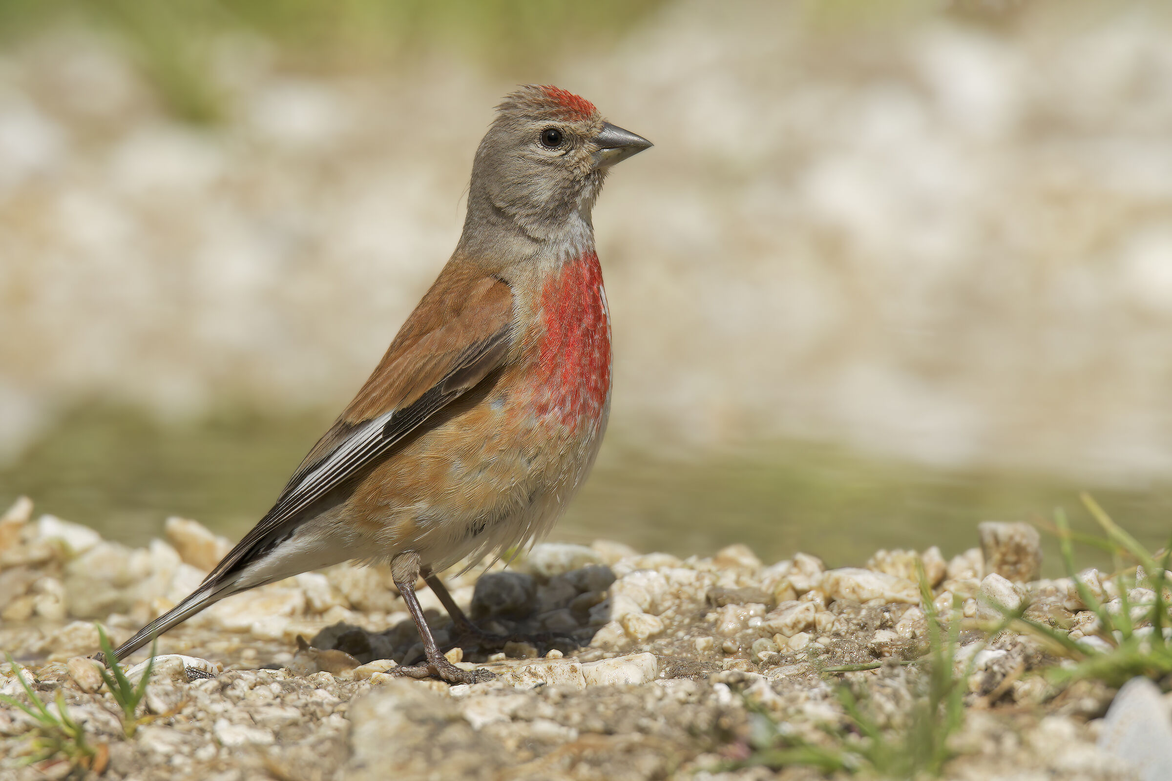 Linnet