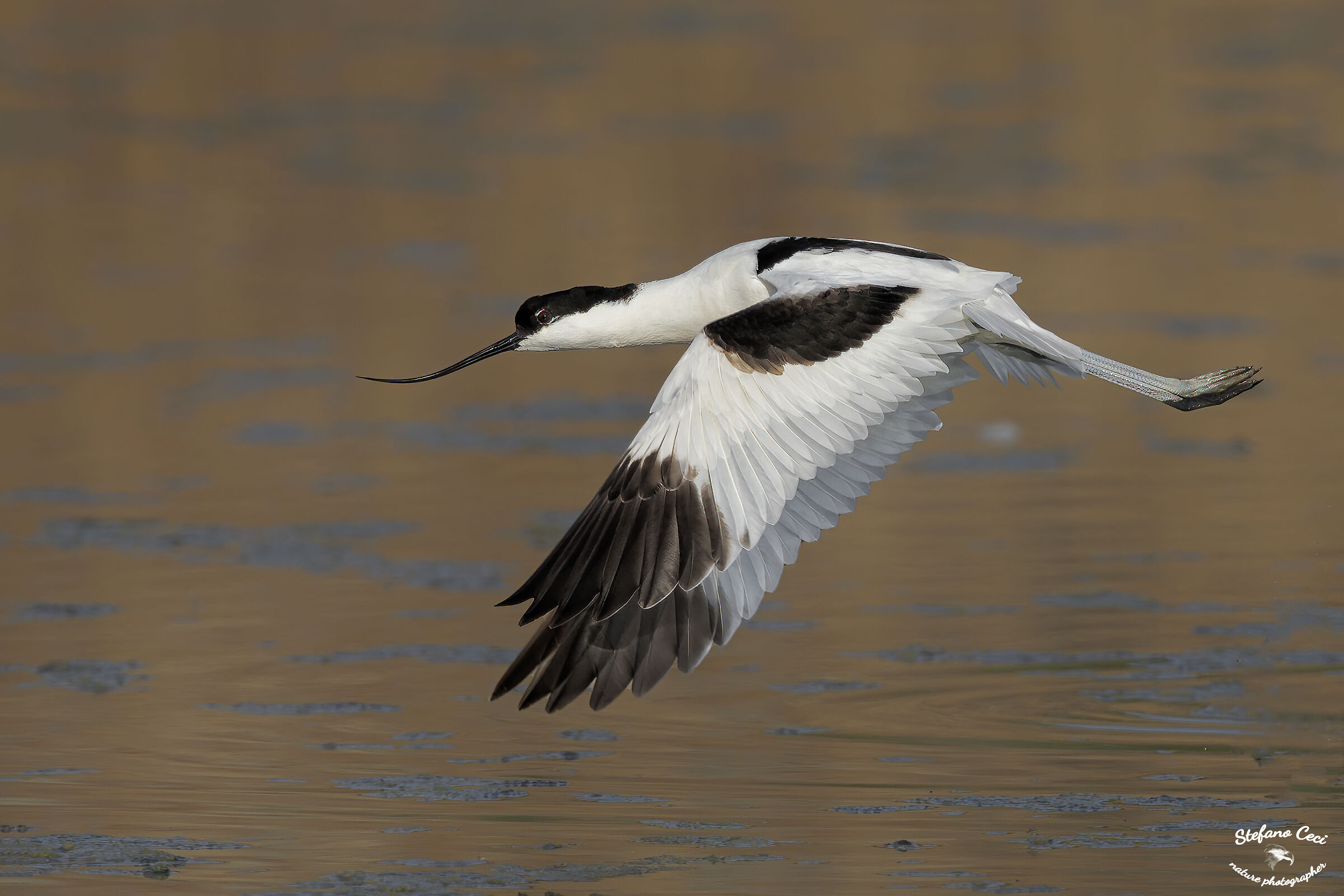 Avocetta