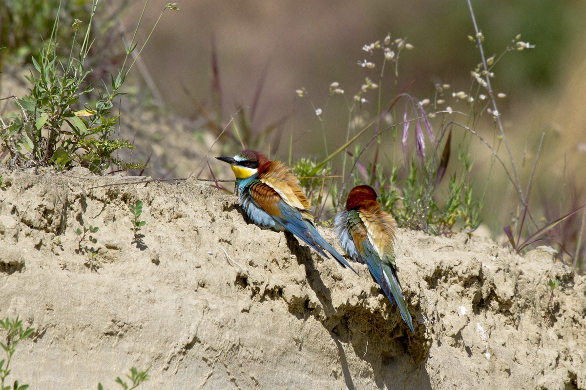 Gruccioni in meditazione